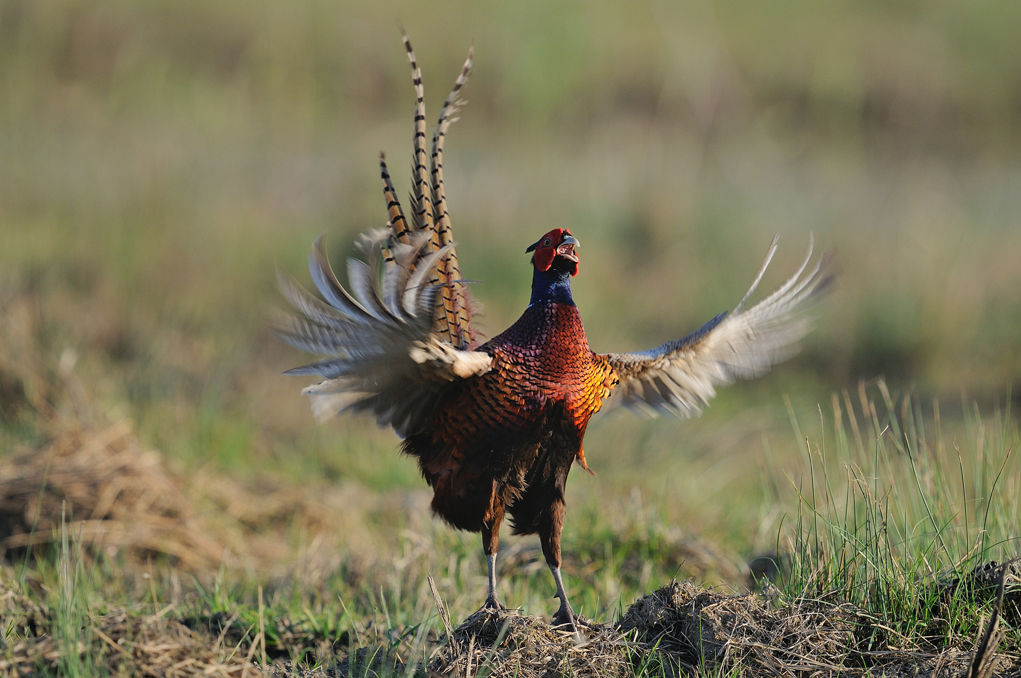 Nikon AF-S Nikkor 600mm F4G ED VR sample photo. Pheasant / fasan photography