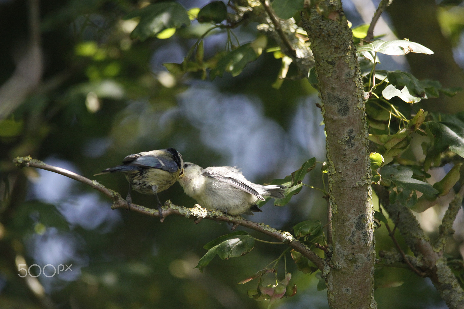 Canon EOS 50D sample photo. Mother blue tit feeds his baby bird photography