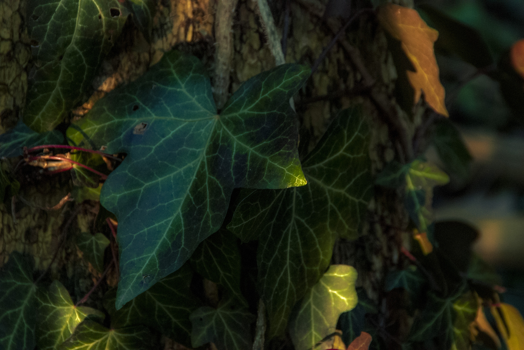 Nikon D80 sample photo. Leaves on a trunk photography