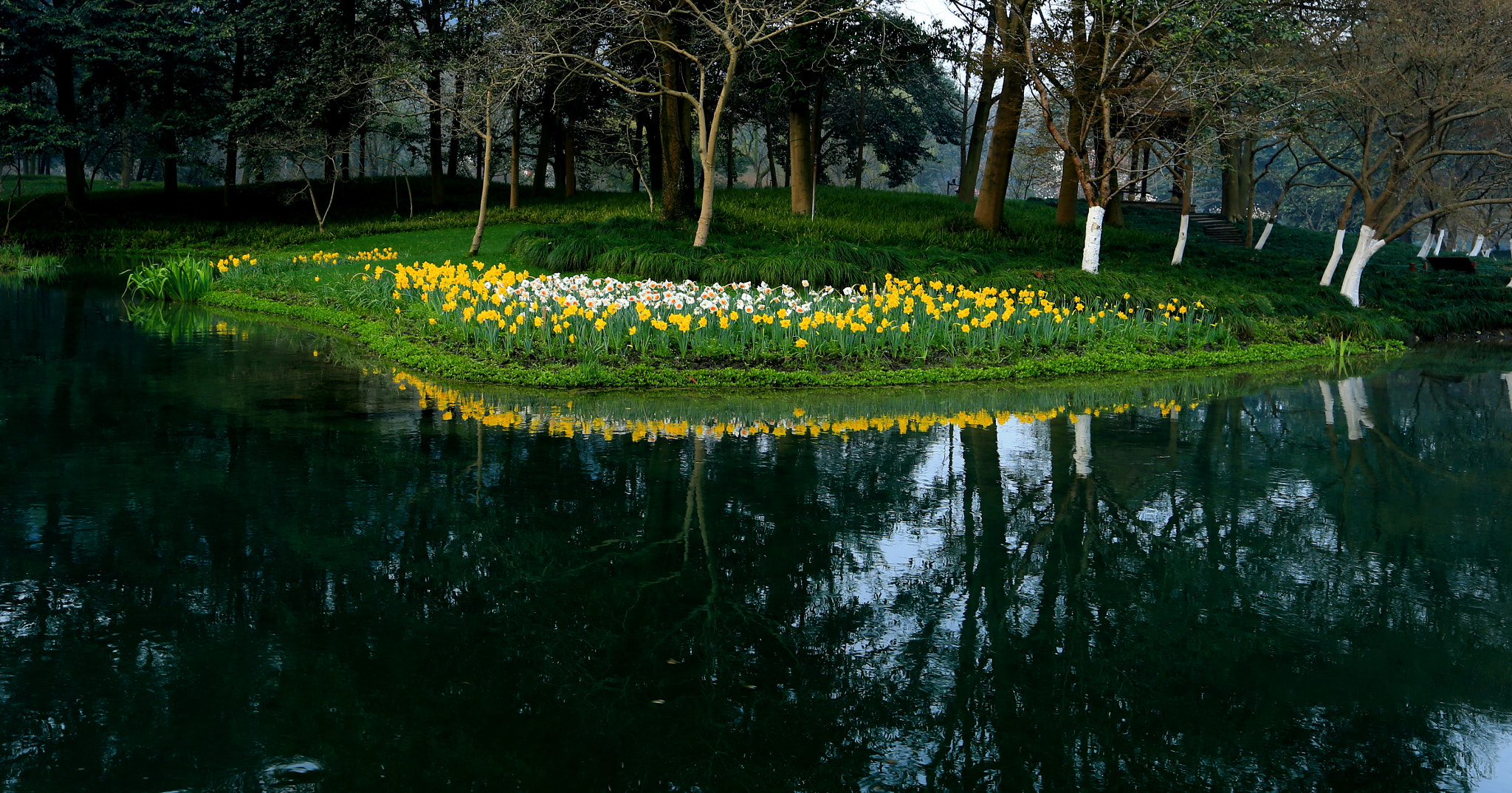 Canon EF 16-35mm F2.8L II USM sample photo. Narcissus by lake photography
