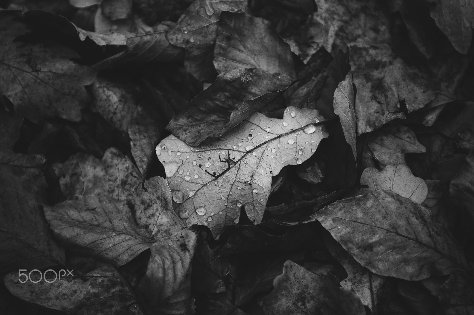 Canon EF 16-35mm F2.8L II USM sample photo. Once upon a leaf photography