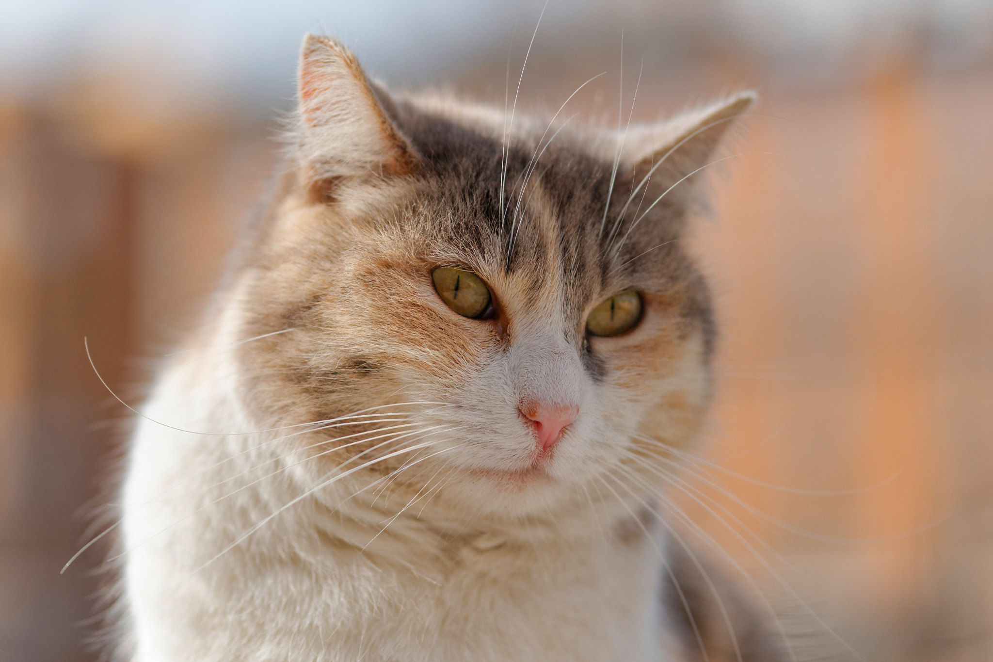 Sigma 105mm F2.8 EX DG OS HSM sample photo. Stray cat photography