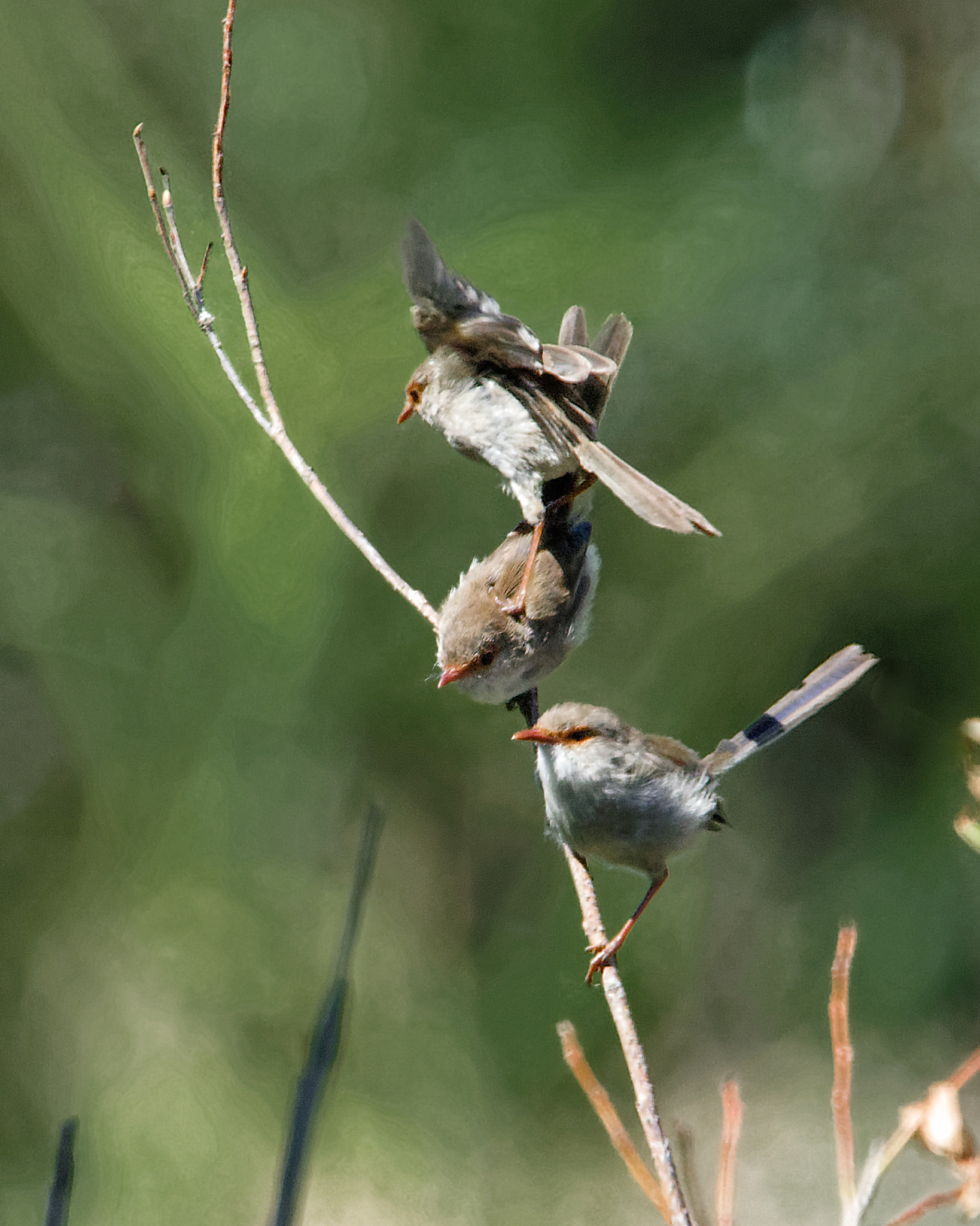 Nikon D810 + Nikon AF-S Nikkor 500mm F4G ED VR sample photo. "don't mind me - i'll just climb up........" photography