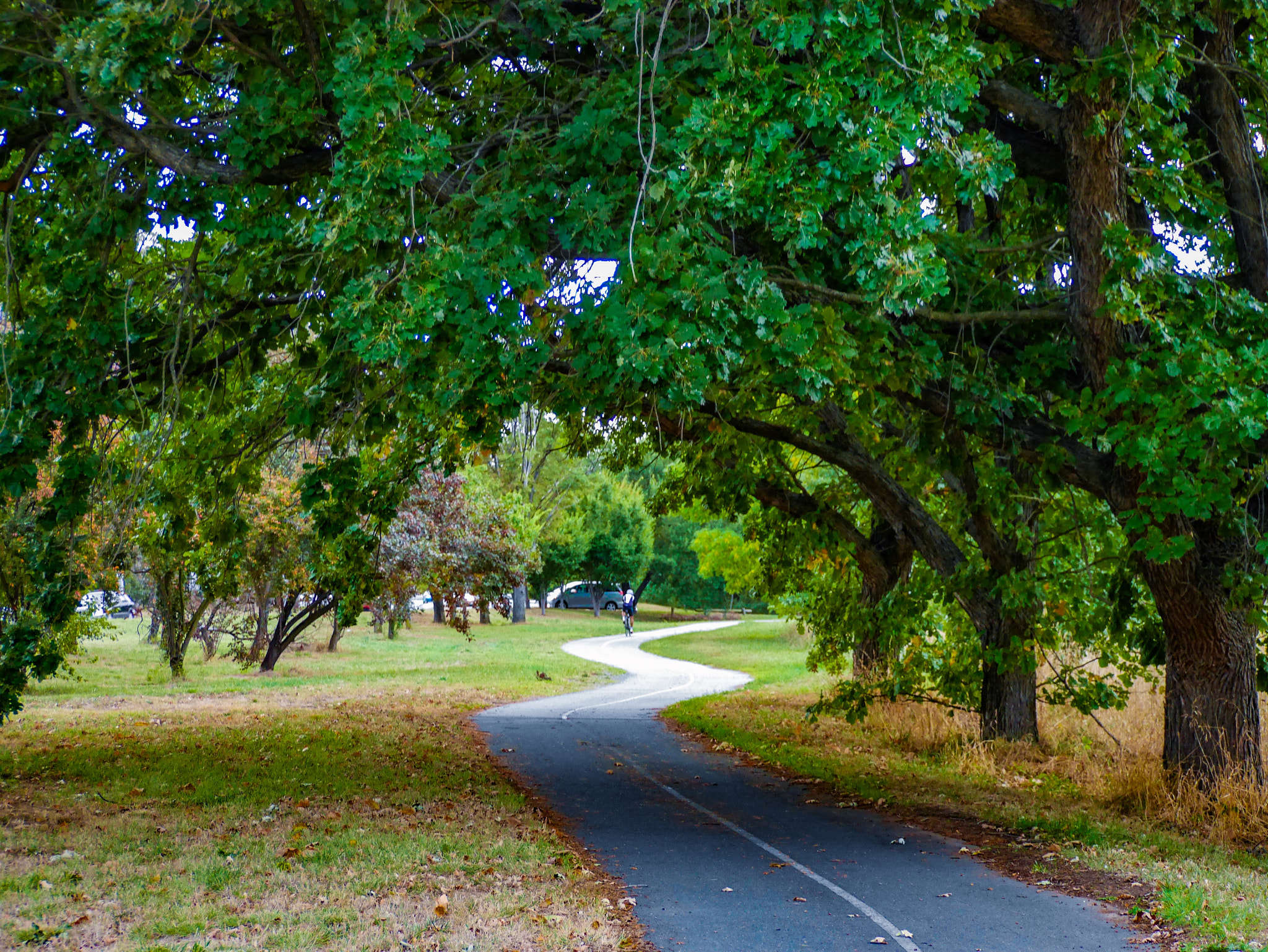 Panasonic DMC-GM1S sample photo. The path - canberra australia photography