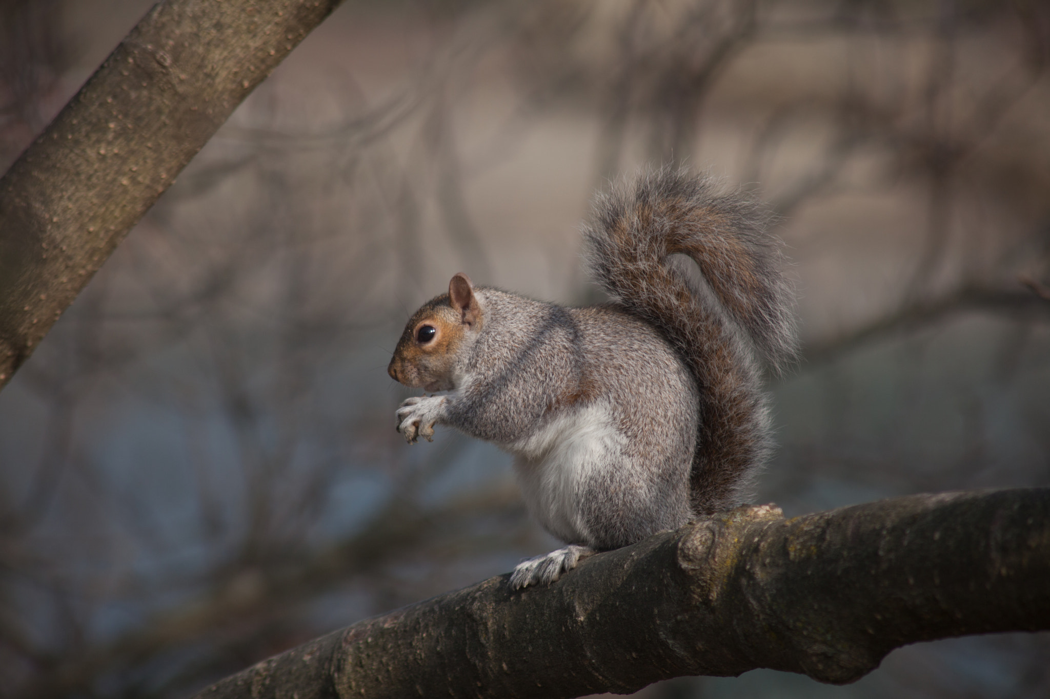 Canon EF 75-300mm F4.0-5.6 IS USM sample photo. Another squirrel photography