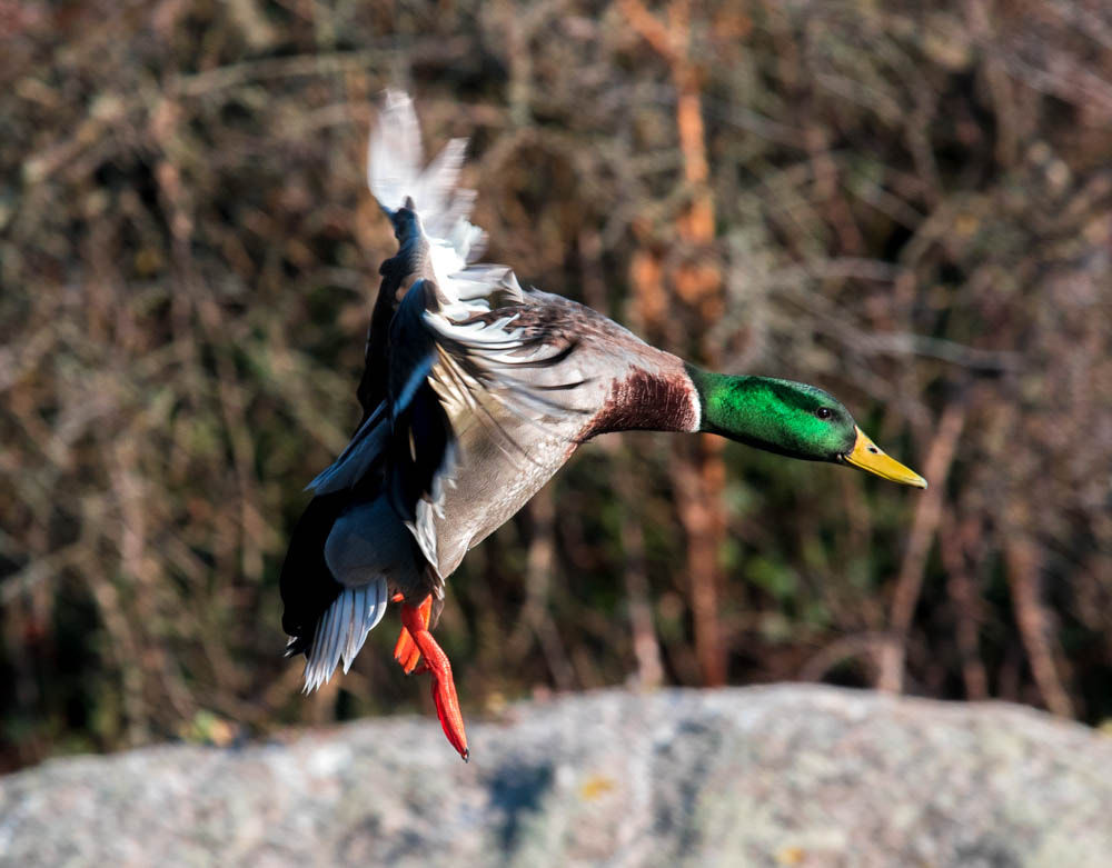 Nikon Nikkor AF-S 300mm F4E PF ED VR sample photo. Attention à l'atterrissage  photography