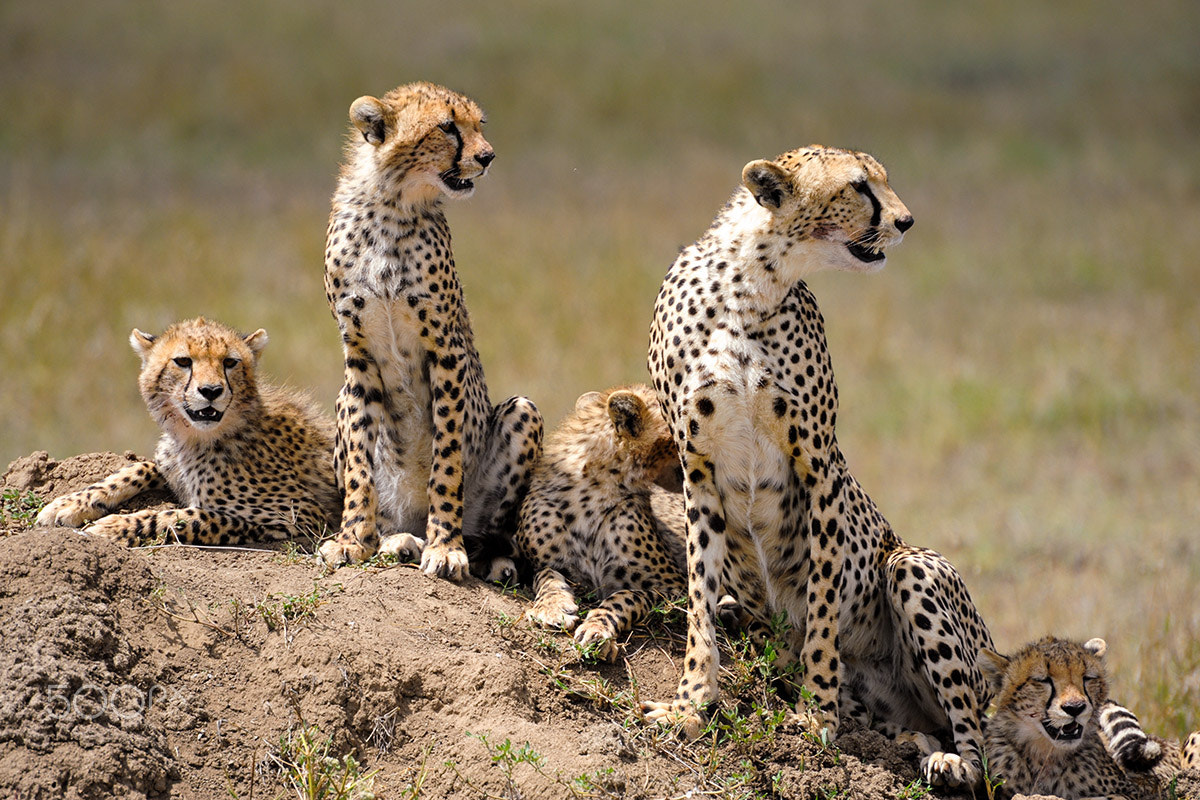 Nikon AF-S Nikkor 70-200mm F2.8G ED VR II sample photo. La familia photography