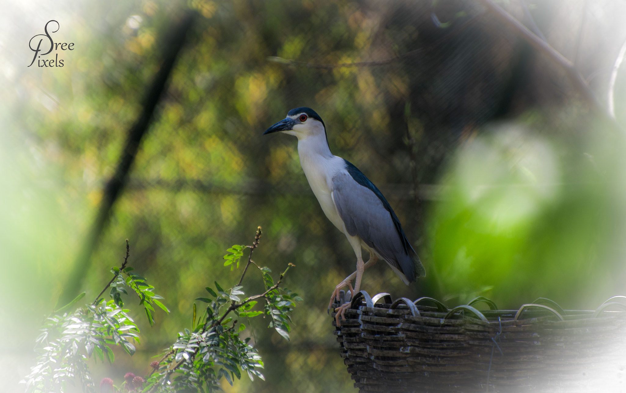 Nikon D5500 sample photo