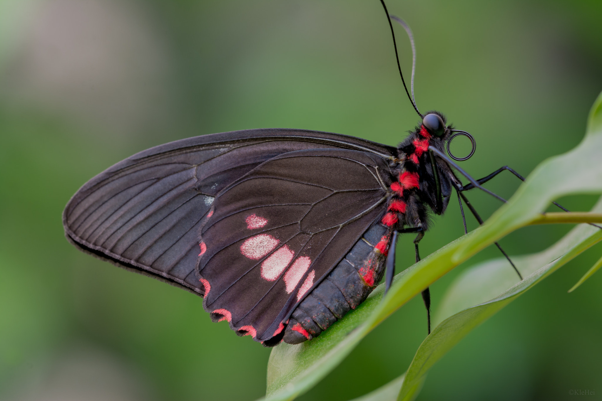 Sigma 150mm F2.8 EX DG Macro HSM sample photo. Butterfly photography