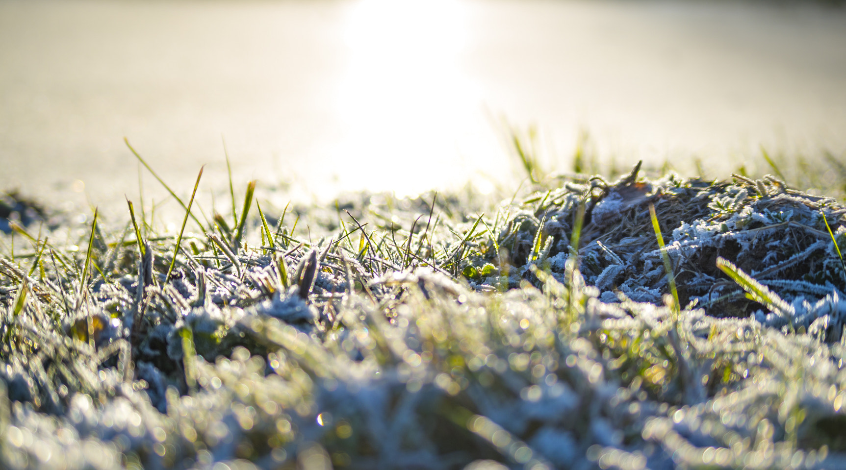Pentax K-30 sample photo. Icy grass photography