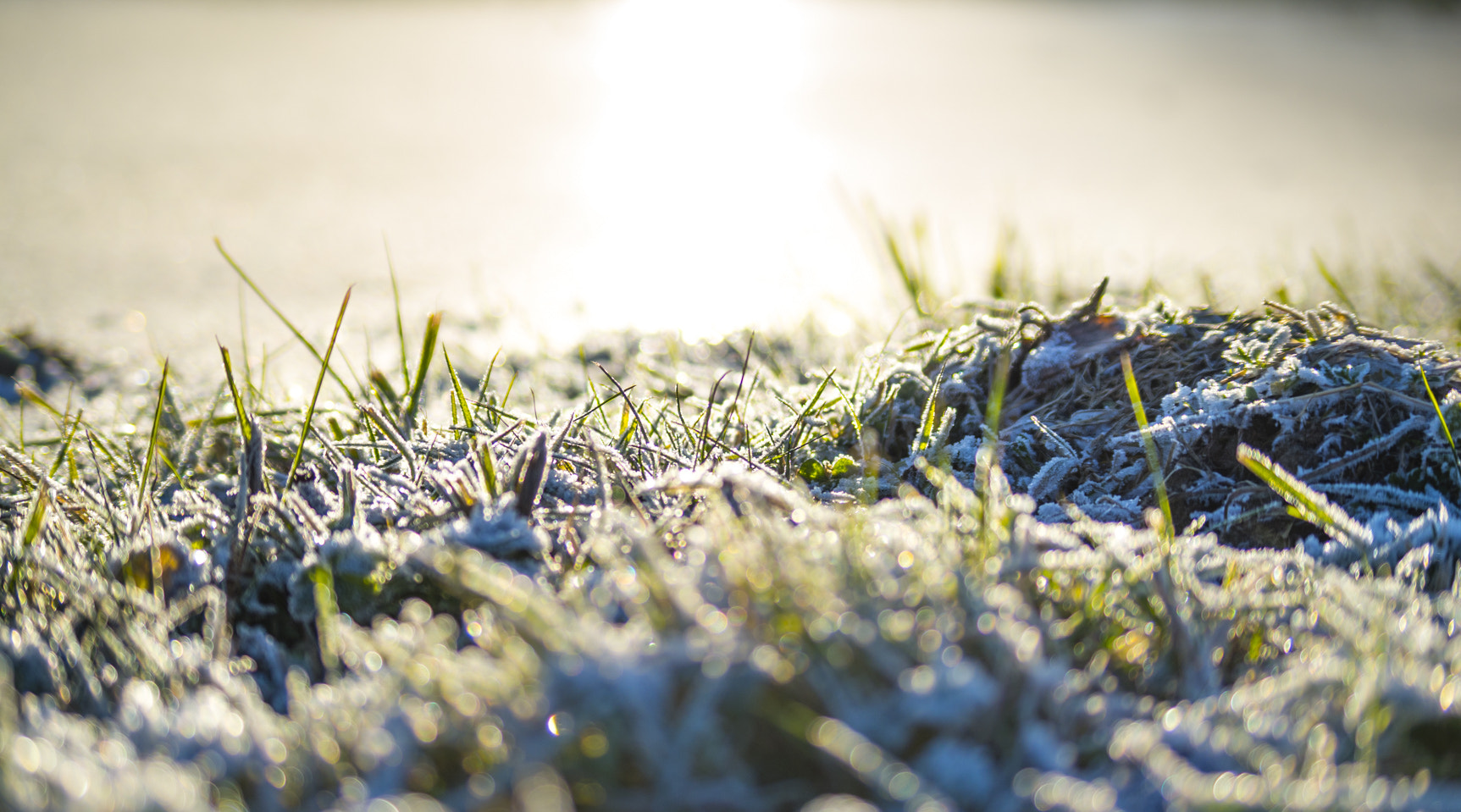 Pentax K-30 + Pentax smc DA 50-200mm F4-5.6 ED sample photo. Icy grass photography