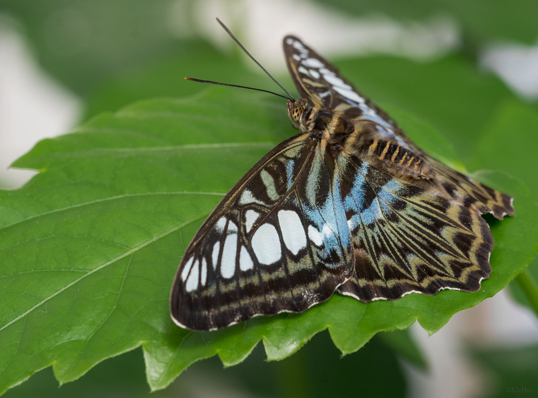 Sigma 150mm F2.8 EX DG Macro HSM sample photo. Butterfly photography