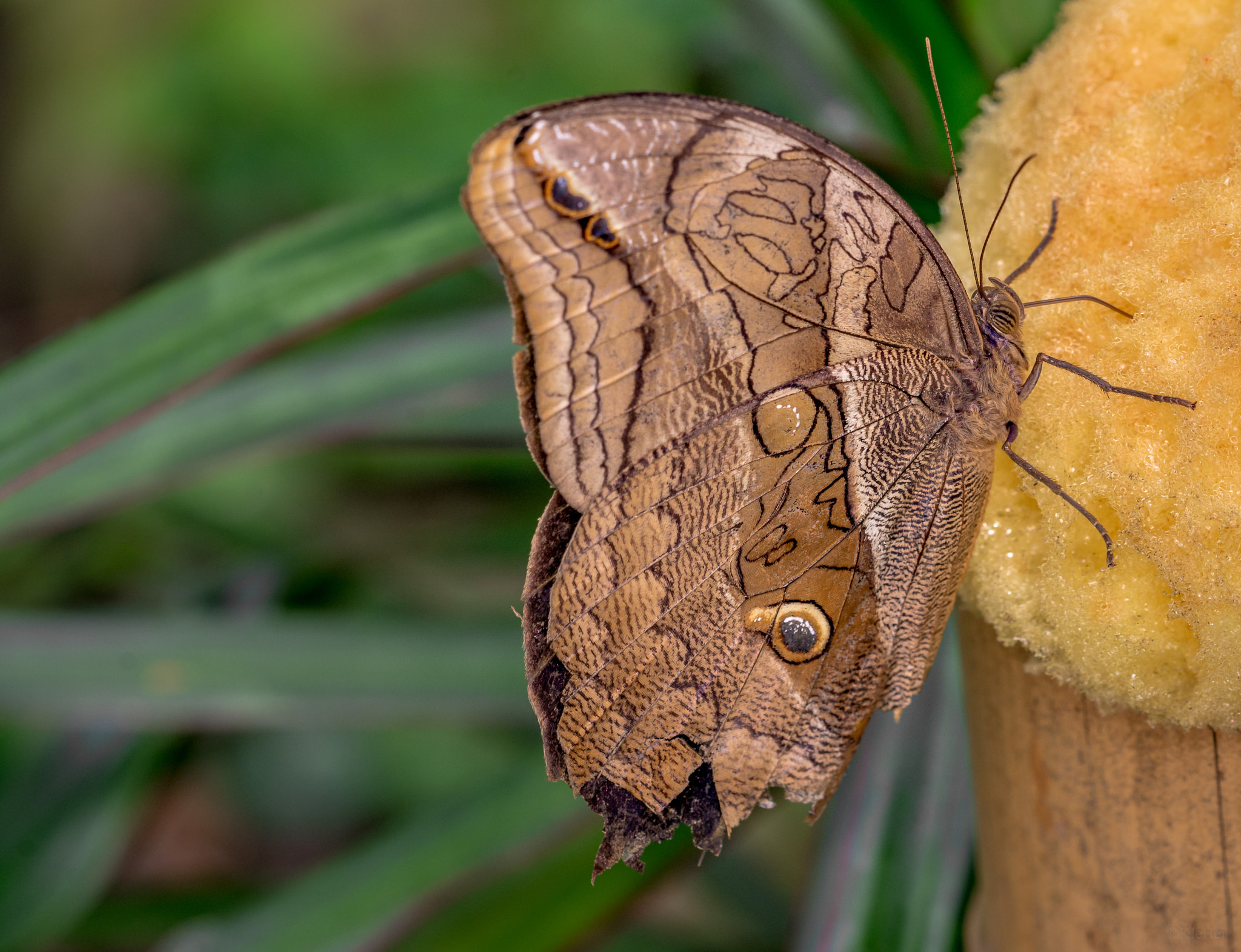 Nikon D7100 + Sigma 150mm F2.8 EX DG Macro HSM sample photo. Butterfly photography