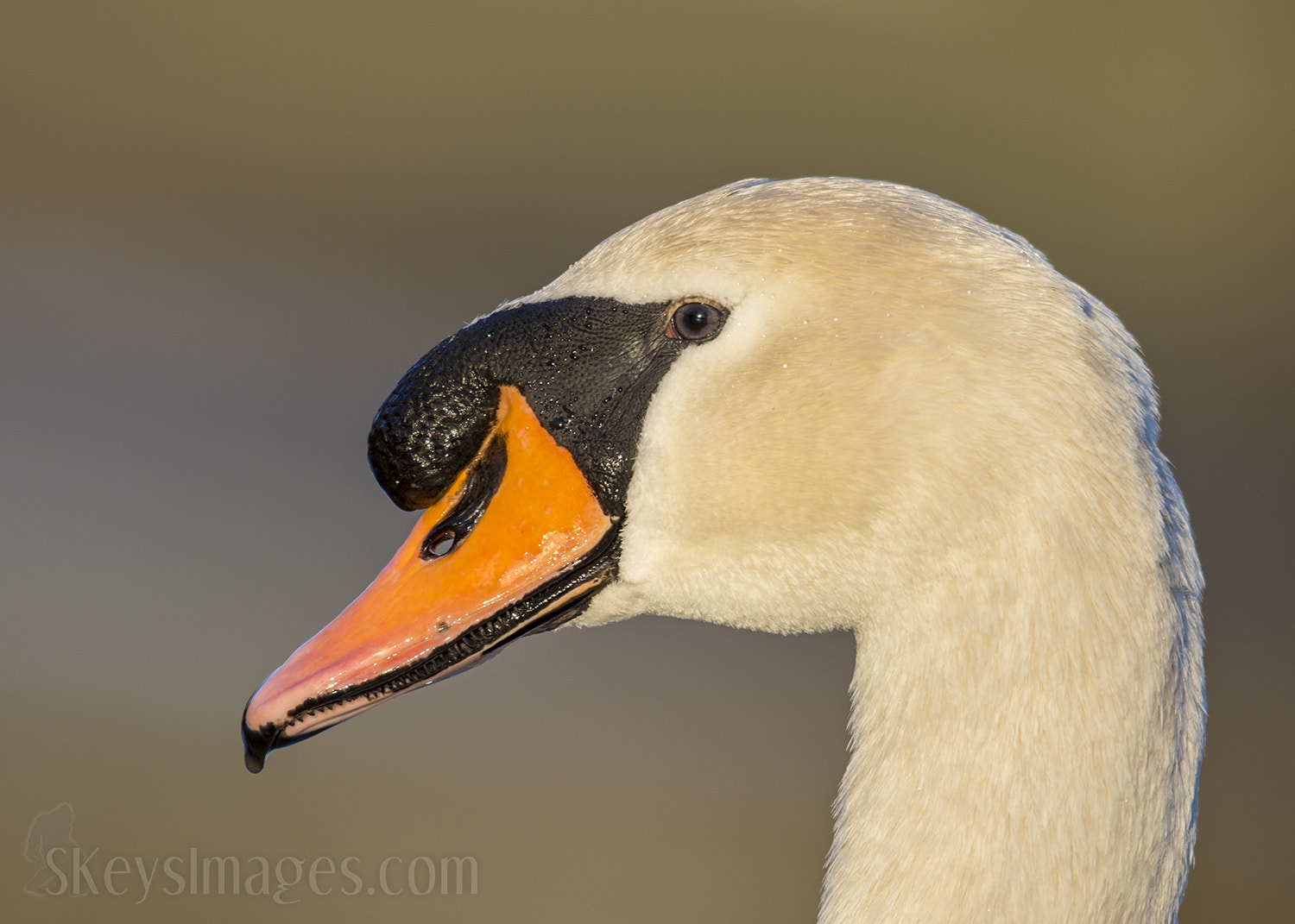 Nikon D7200 + Nikon AF-S Nikkor 500mm F4G ED VR sample photo. Portrait of a mute swan in soft light photography