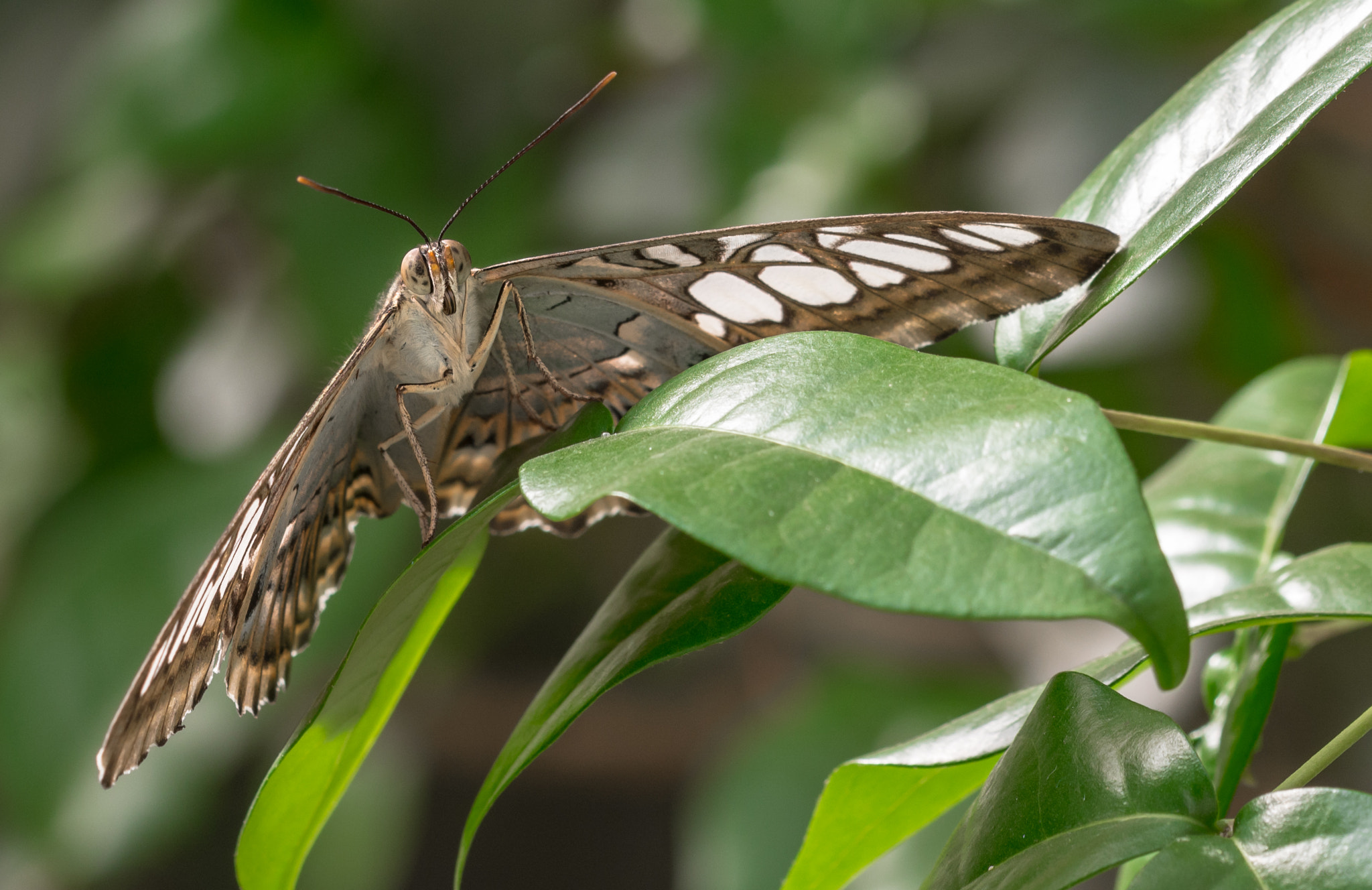 Nikon D7100 + Sigma 150mm F2.8 EX DG Macro HSM sample photo. Butterfly photography