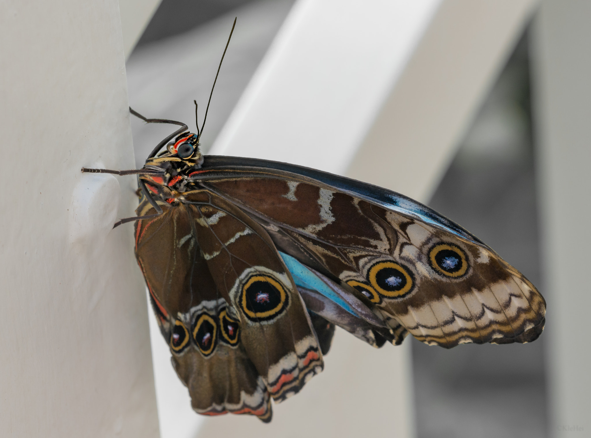 Sigma 150mm F2.8 EX DG Macro HSM sample photo. Butterfly photography