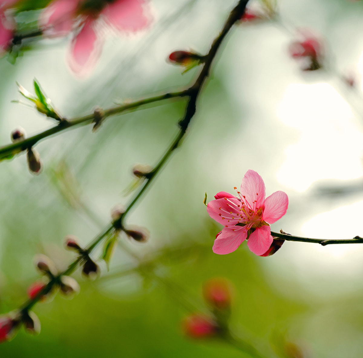 Sony FE 70-300mm F4.5-5.6 G OSS sample photo. 樱花 photography