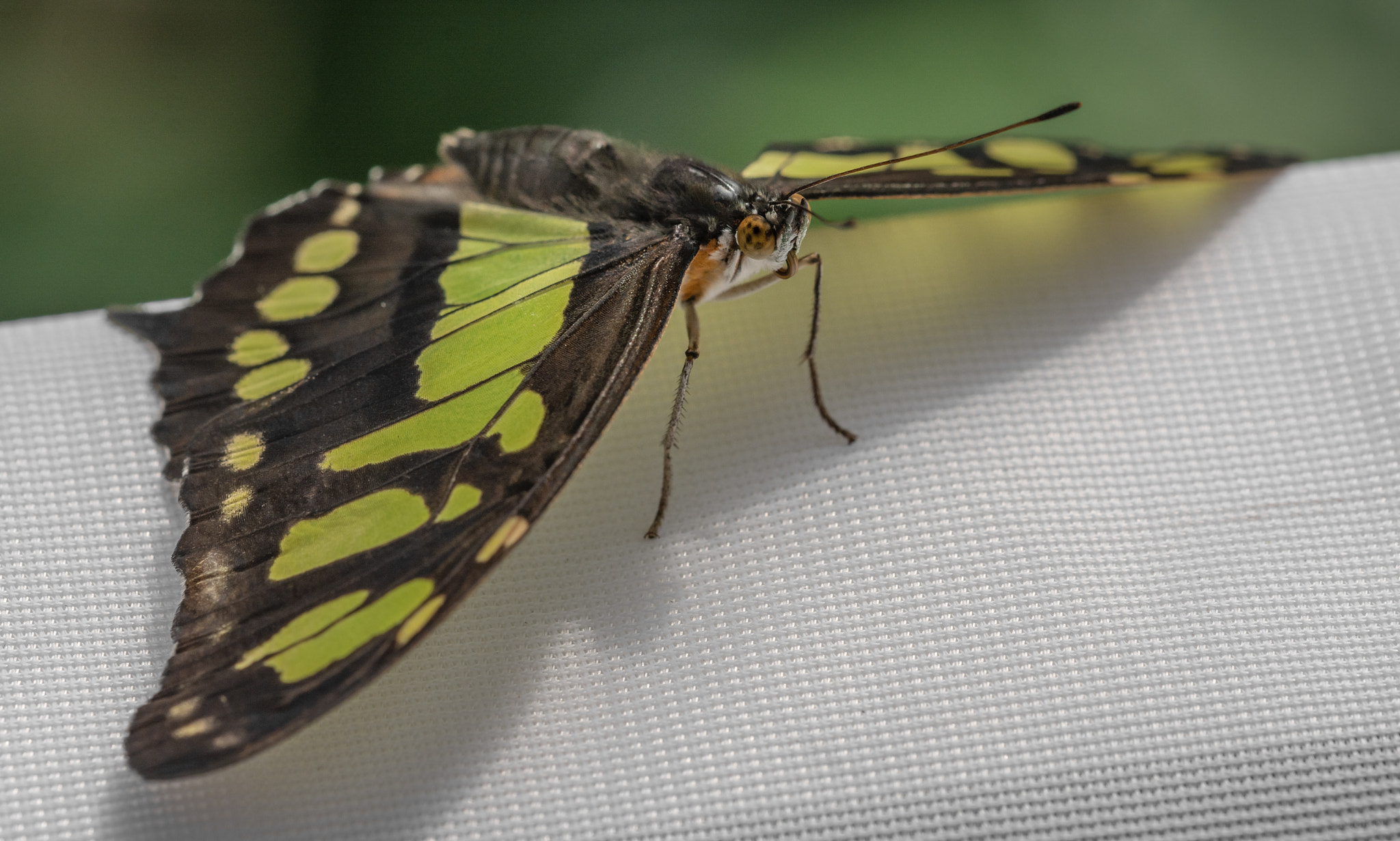 Nikon D7100 + Sigma 150mm F2.8 EX DG Macro HSM sample photo. Butterfly photography