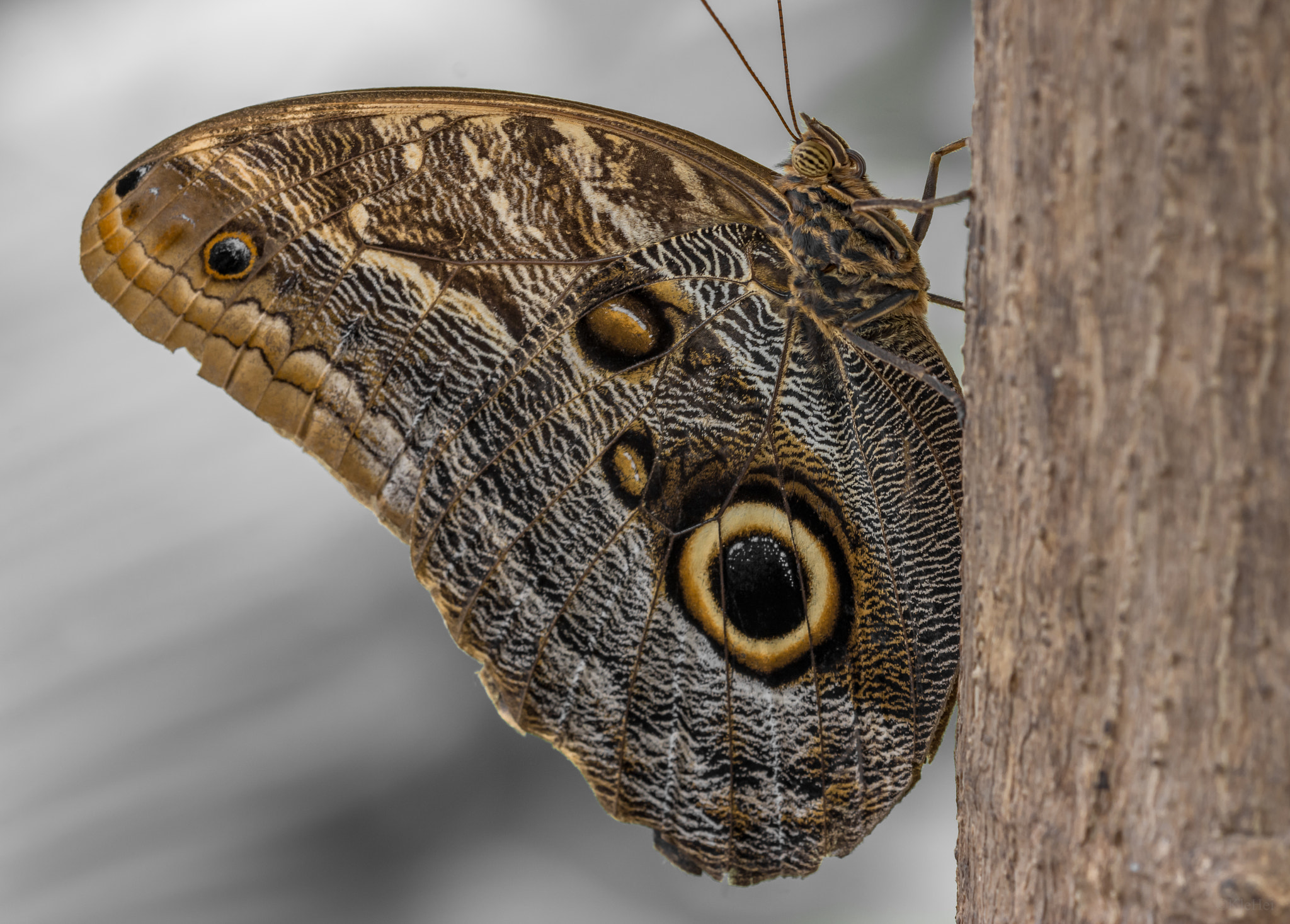 Nikon D7100 + Sigma 150mm F2.8 EX DG Macro HSM sample photo. Butterfly photography