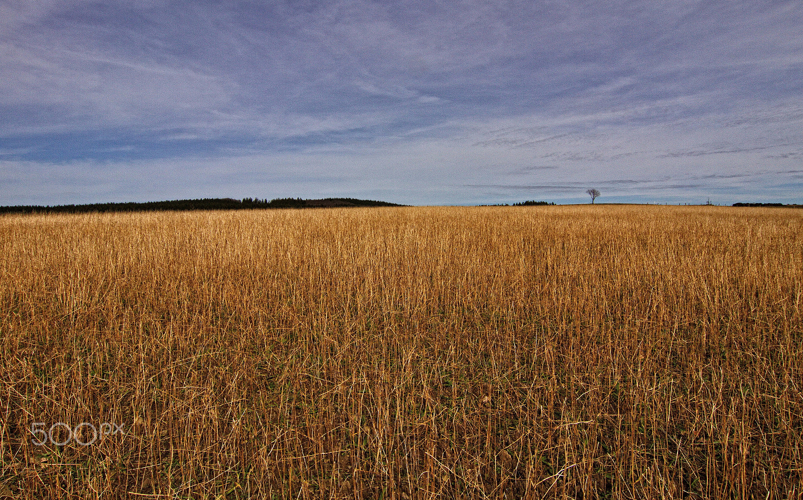Tokina AT-X Pro 12-24mm F4 (IF) DX sample photo. The lonely tree in the distance photography