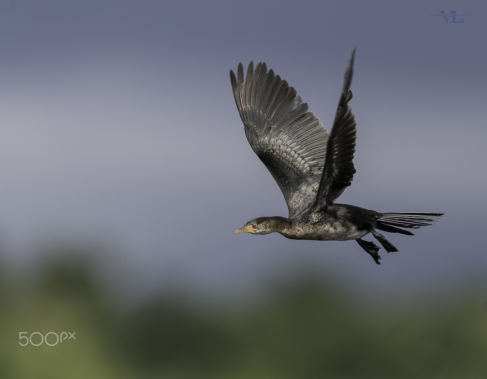 Canon EOS-1D X Mark II + Canon EF 600mm F4L IS II USM sample photo. Cormorant photography