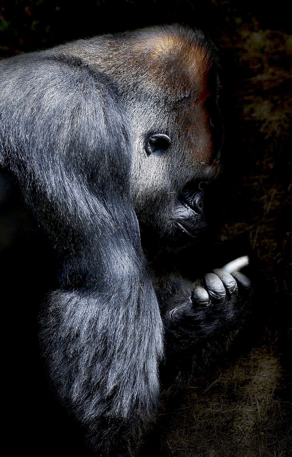 Sigma 150-500mm F5-6.3 DG OS HSM sample photo. Gorilla - cvlk photography