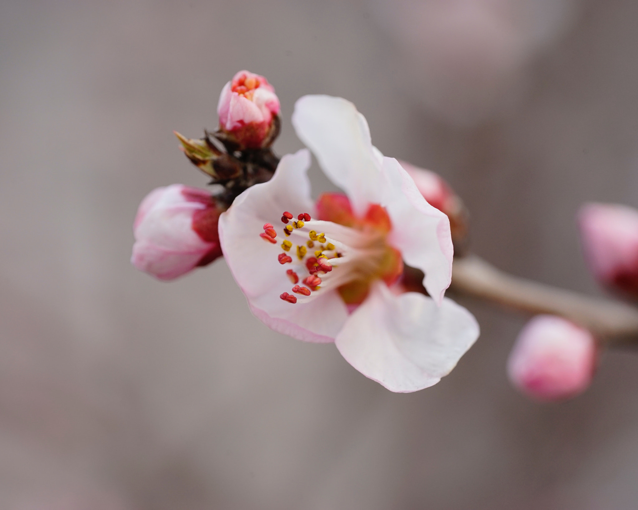 Sony a7 II + Sony FE 90mm F2.8 Macro G OSS sample photo. 吐蕊 photography