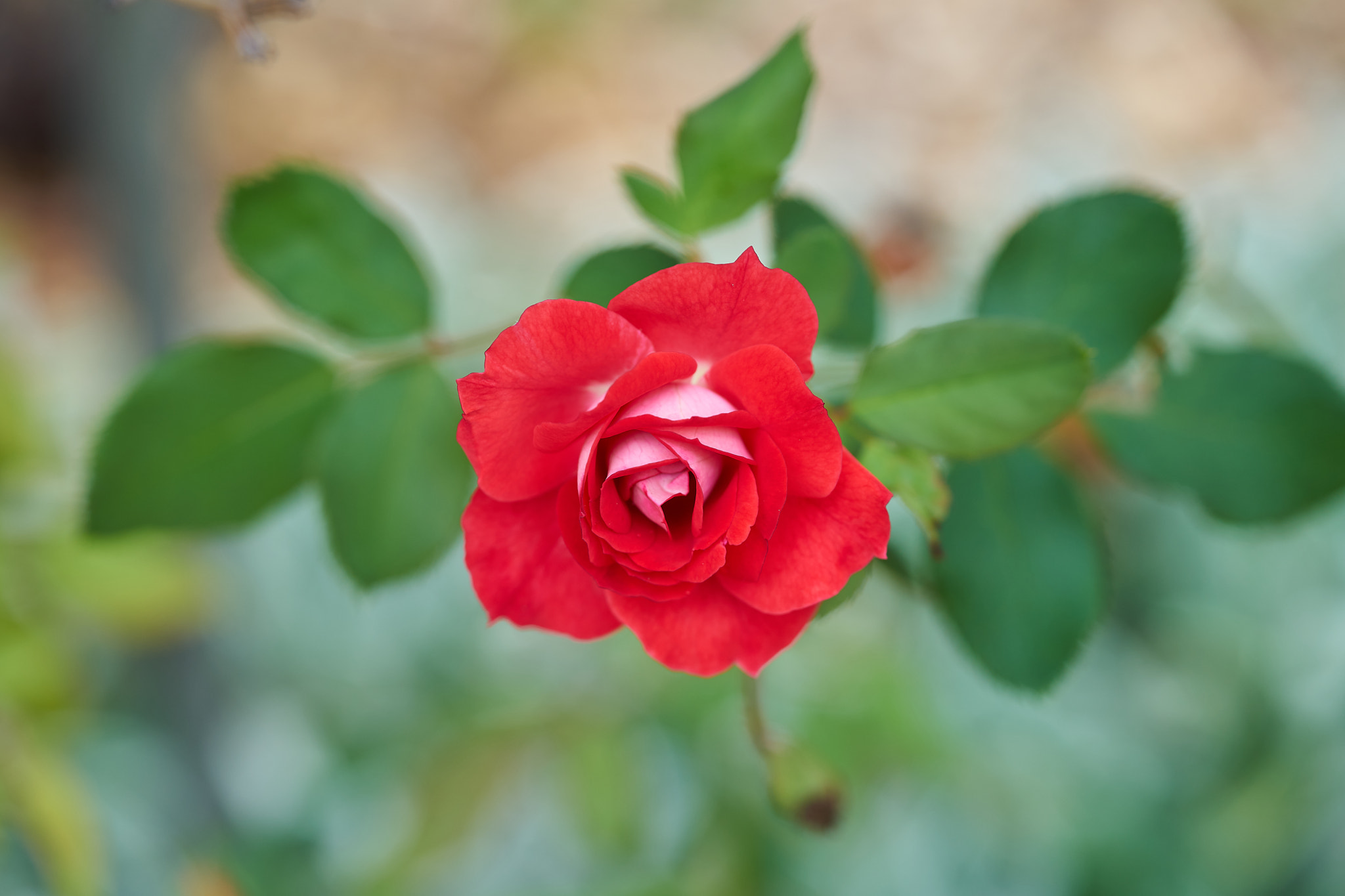 Sony a7 + Sony FE 90mm F2.8 Macro G OSS sample photo. Wa_170313_4 photography