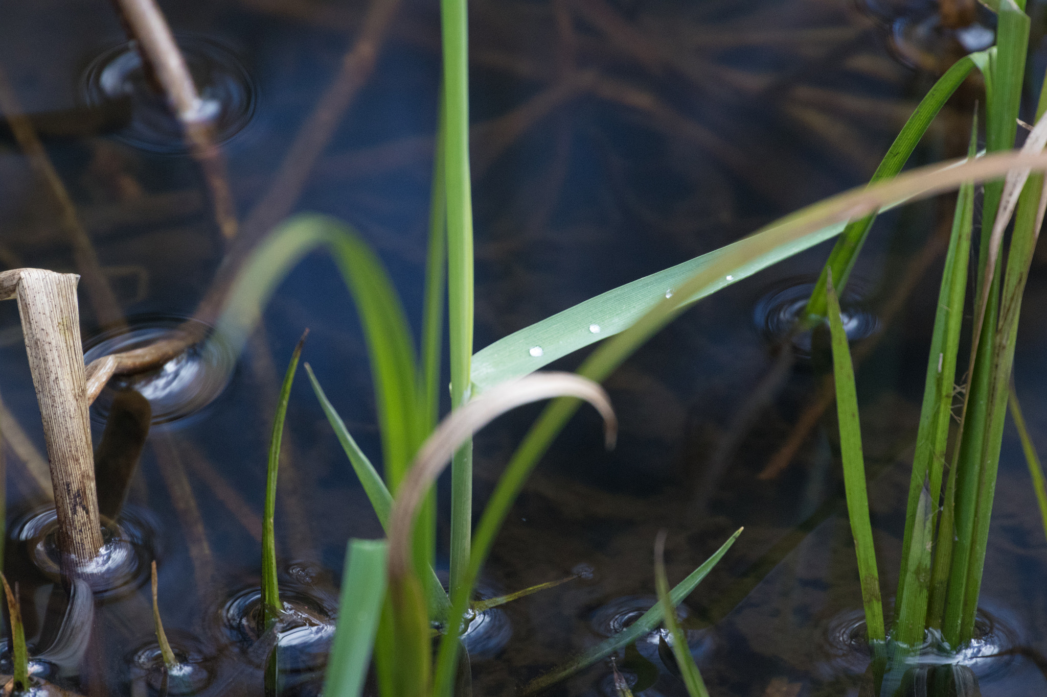 Canon EF 70-300mm F4-5.6L IS USM sample photo. A40a3036.jpg photography