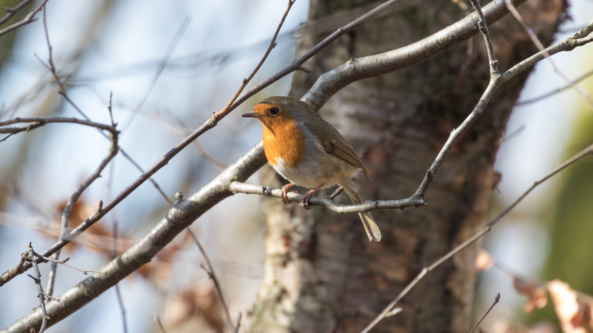 Canon EF 70-300mm F4-5.6L IS USM sample photo. A40a3073.jpg photography