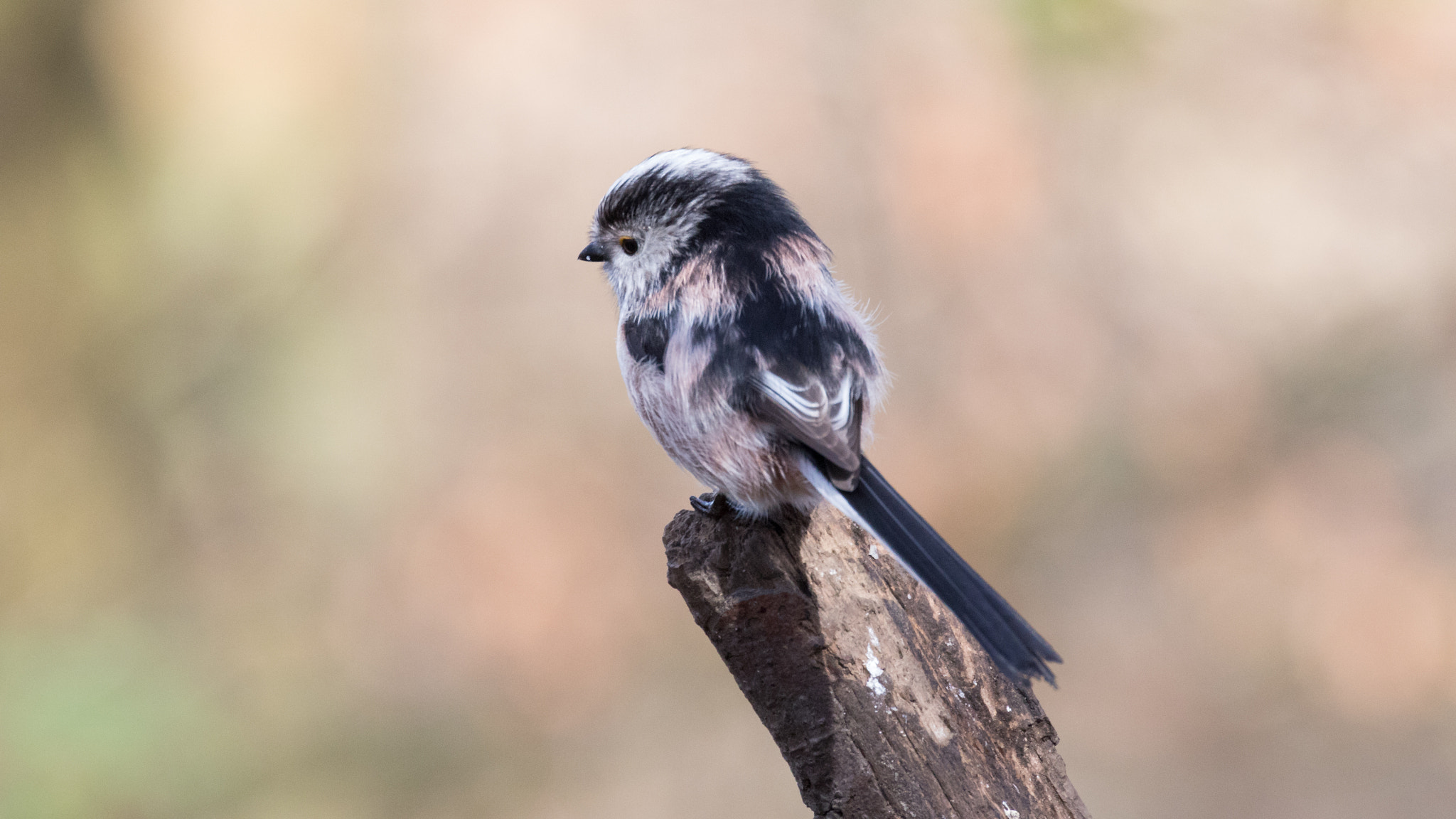 Canon EF 70-300mm F4-5.6L IS USM sample photo. A40a3146.jpg photography
