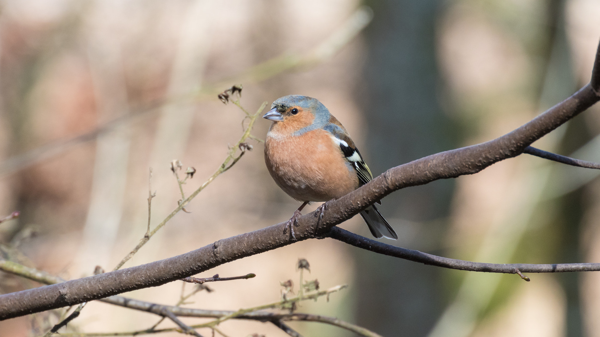 Canon EF 70-300mm F4-5.6L IS USM sample photo. A40a3195.jpg photography