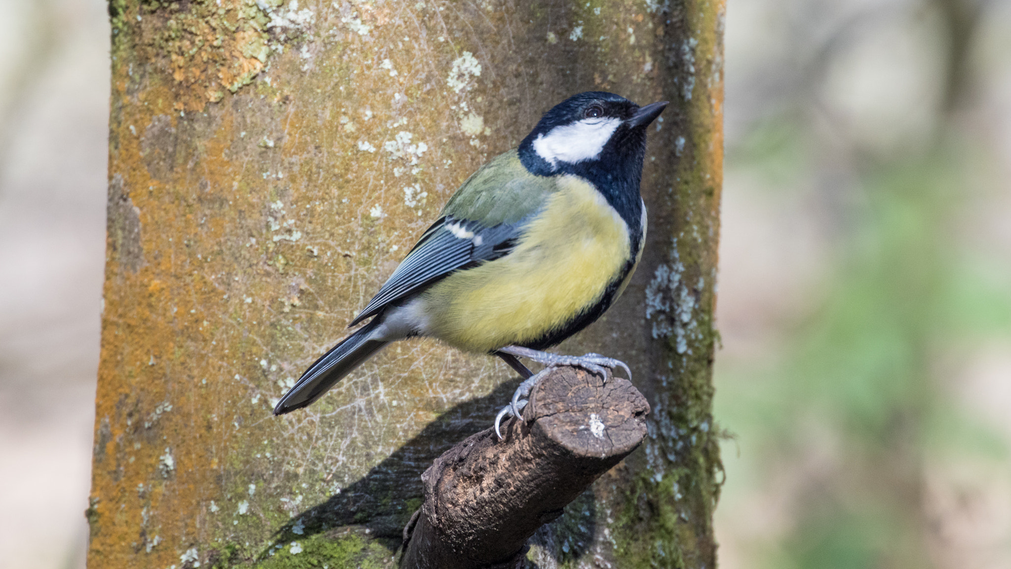 Canon EF 70-300mm F4-5.6L IS USM sample photo. A40a3235.jpg photography
