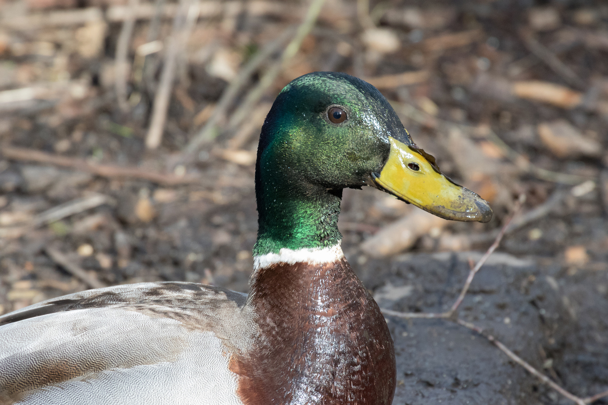 Canon EF 70-300mm F4-5.6L IS USM sample photo. A40a3247.jpg photography