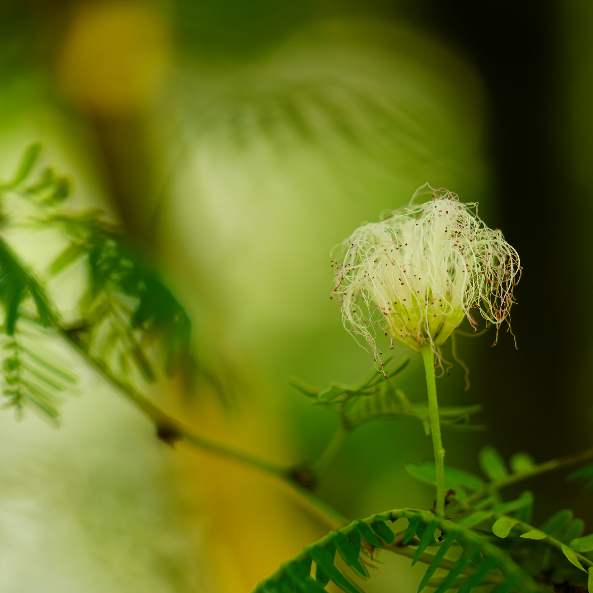 Sony a7R II + Sony FE 70-200mm F2.8 GM OSS sample photo. 見たことのない花。 photography