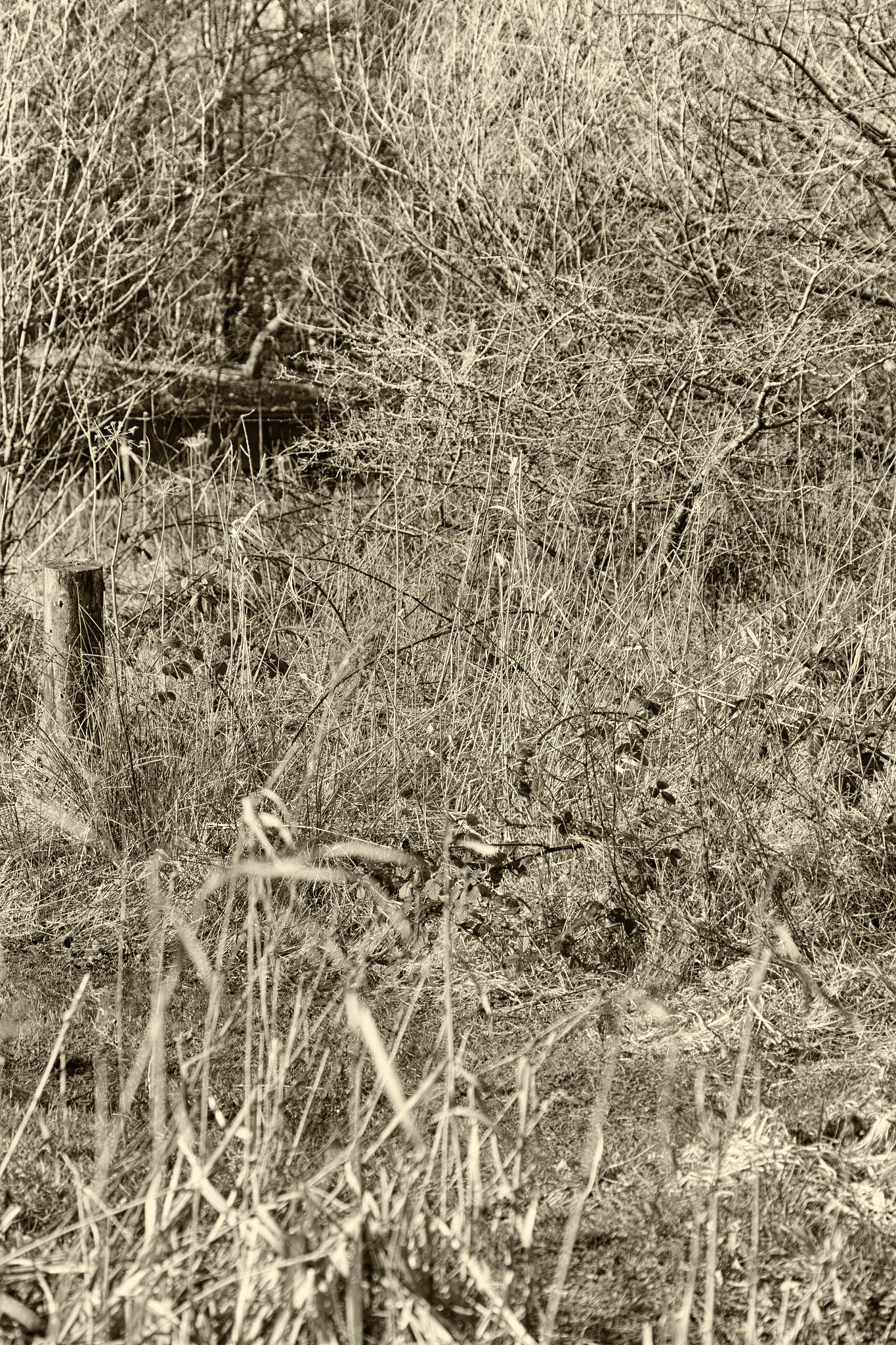 Canon EF 70-300mm F4-5.6L IS USM sample photo. A40a3297-edit.jpg photography