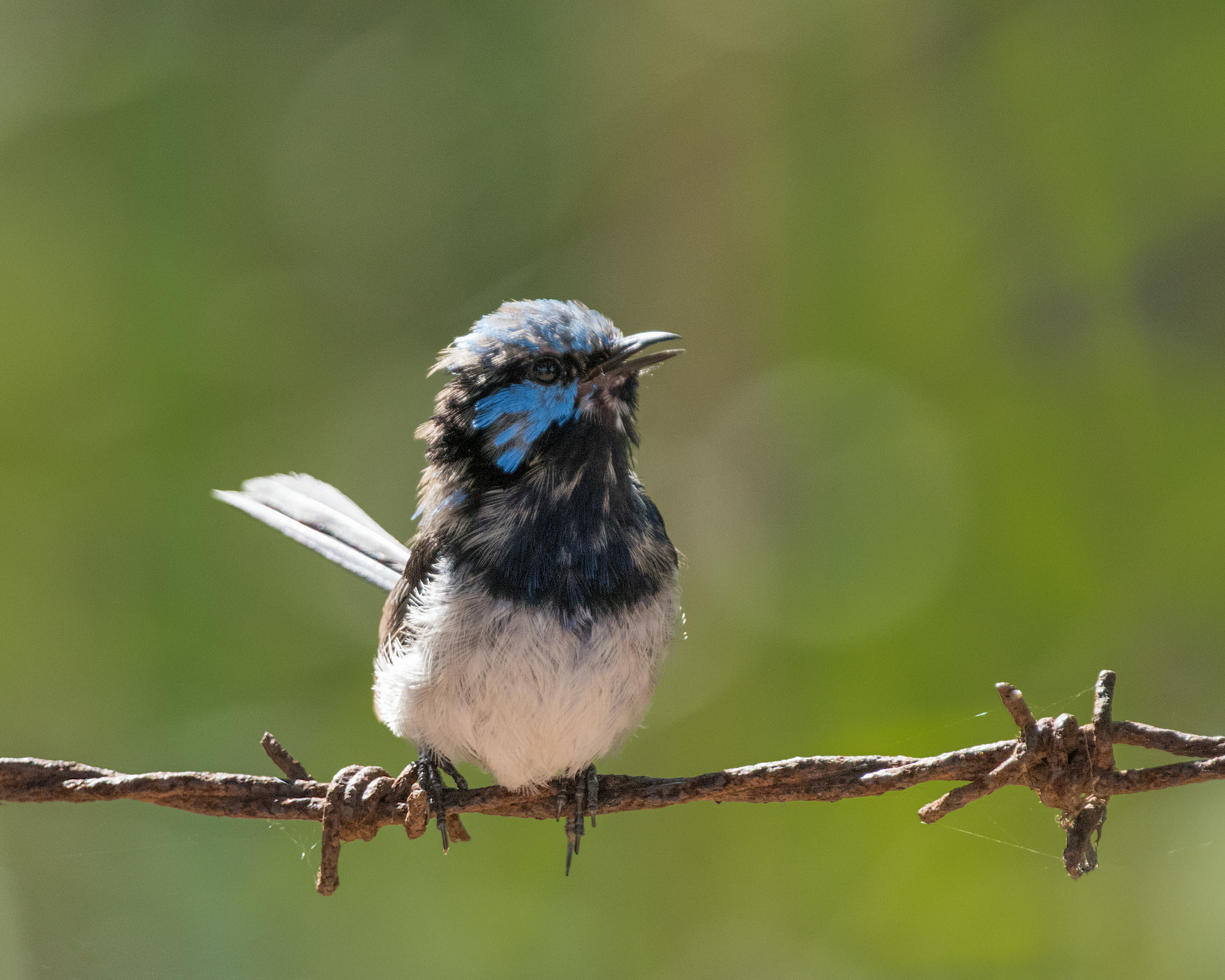 Nikon D810 + Nikon AF-S Nikkor 500mm F4G ED VR sample photo. "i'm a boy bird - see my blue feathers growing?" photography