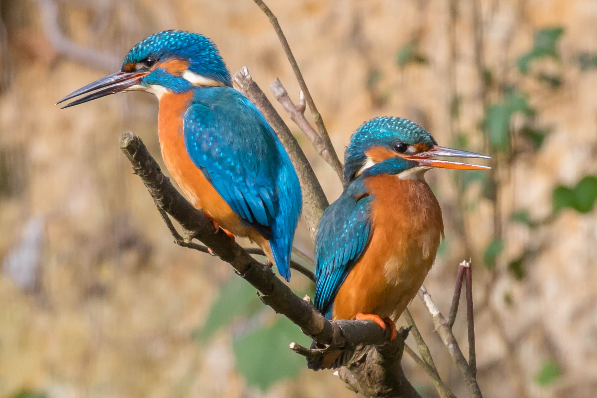 Canon EOS 760D (EOS Rebel T6s / EOS 8000D) sample photo. Kingfisher pair photography