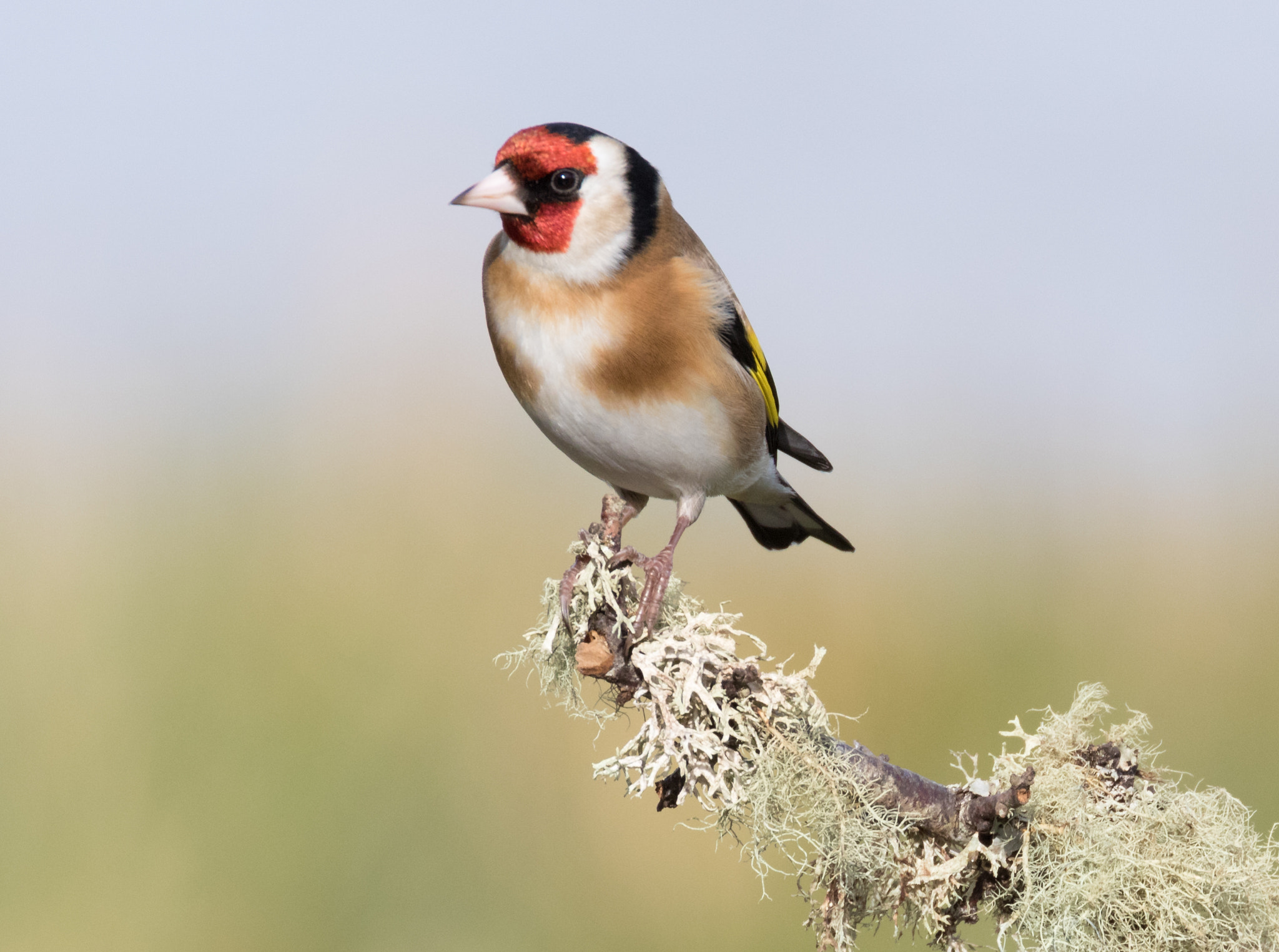 Canon EF 70-300mm F4-5.6L IS USM sample photo. A40a3385.jpg photography