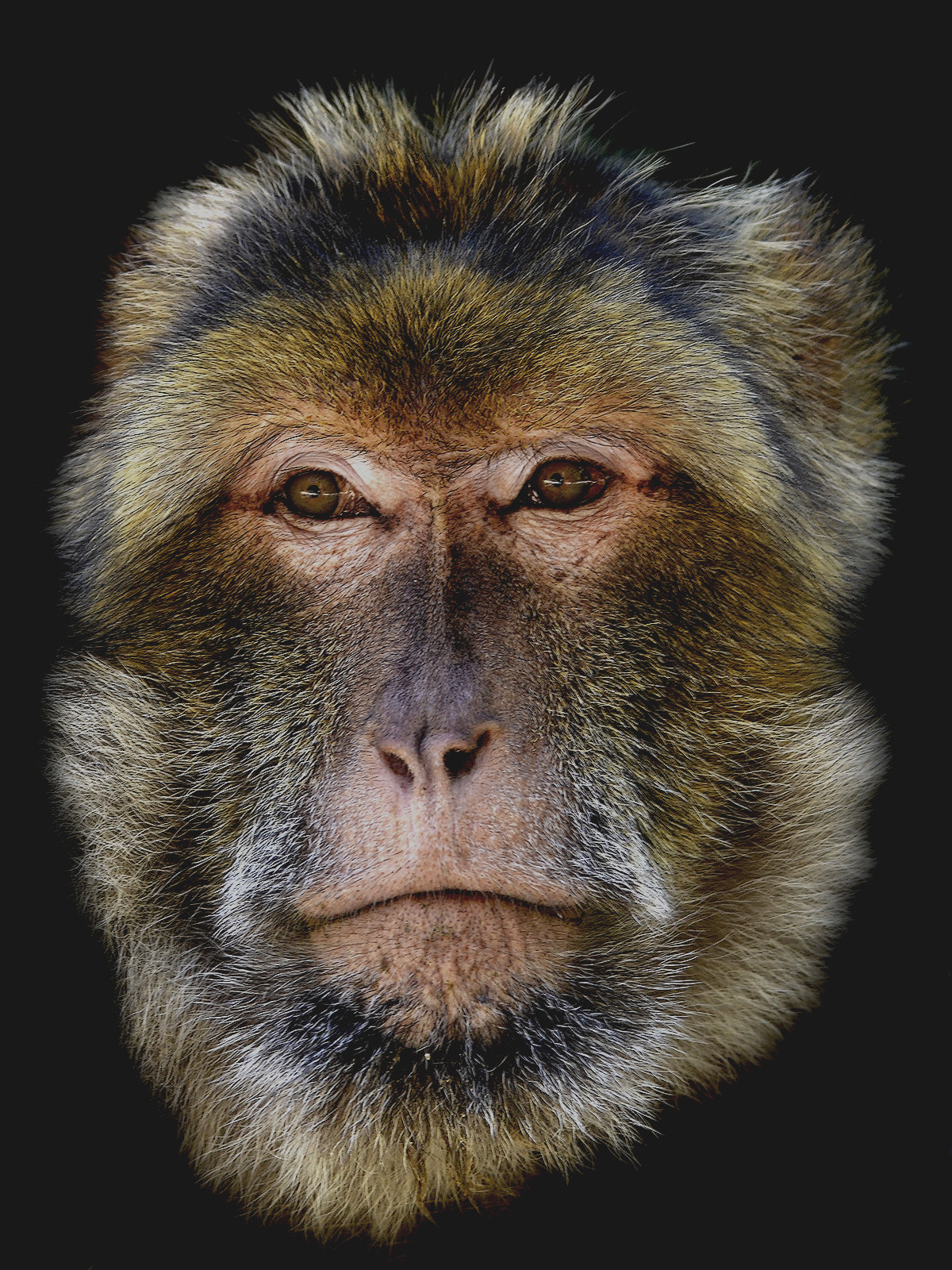 Nikon D7000 + Sigma 150-500mm F5-6.3 DG OS HSM sample photo. Barbary macaque - clk photography