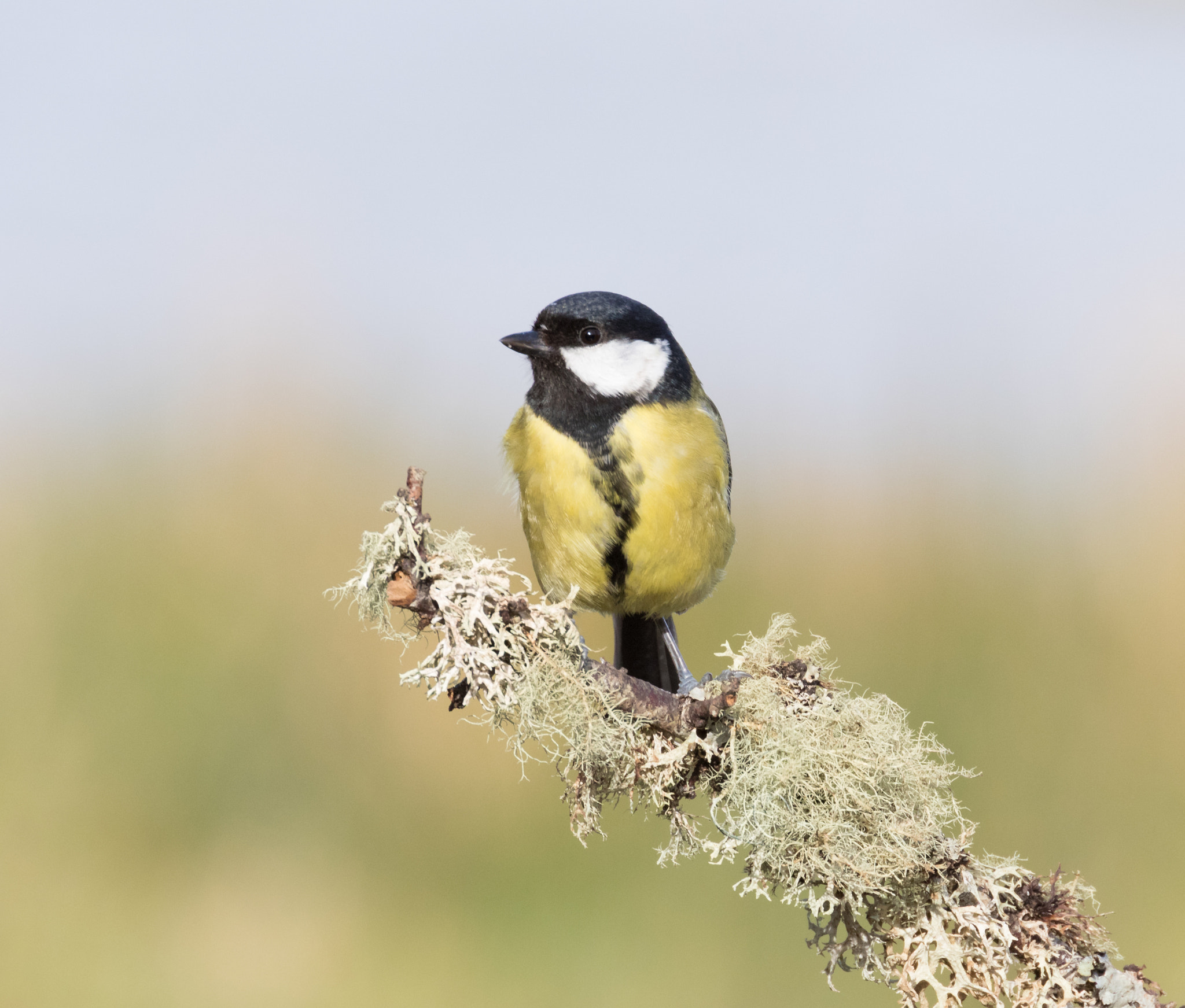 Canon EF 70-300mm F4-5.6L IS USM sample photo. A40a3392.jpg photography