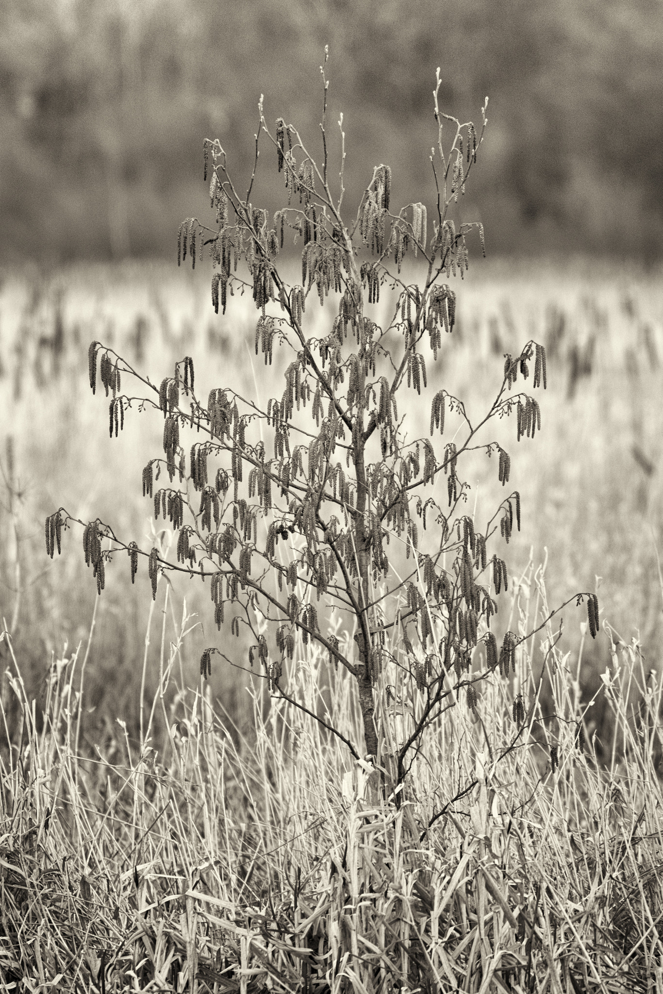 Canon EF 70-300mm F4-5.6L IS USM sample photo. A40a3414bw.jpg photography
