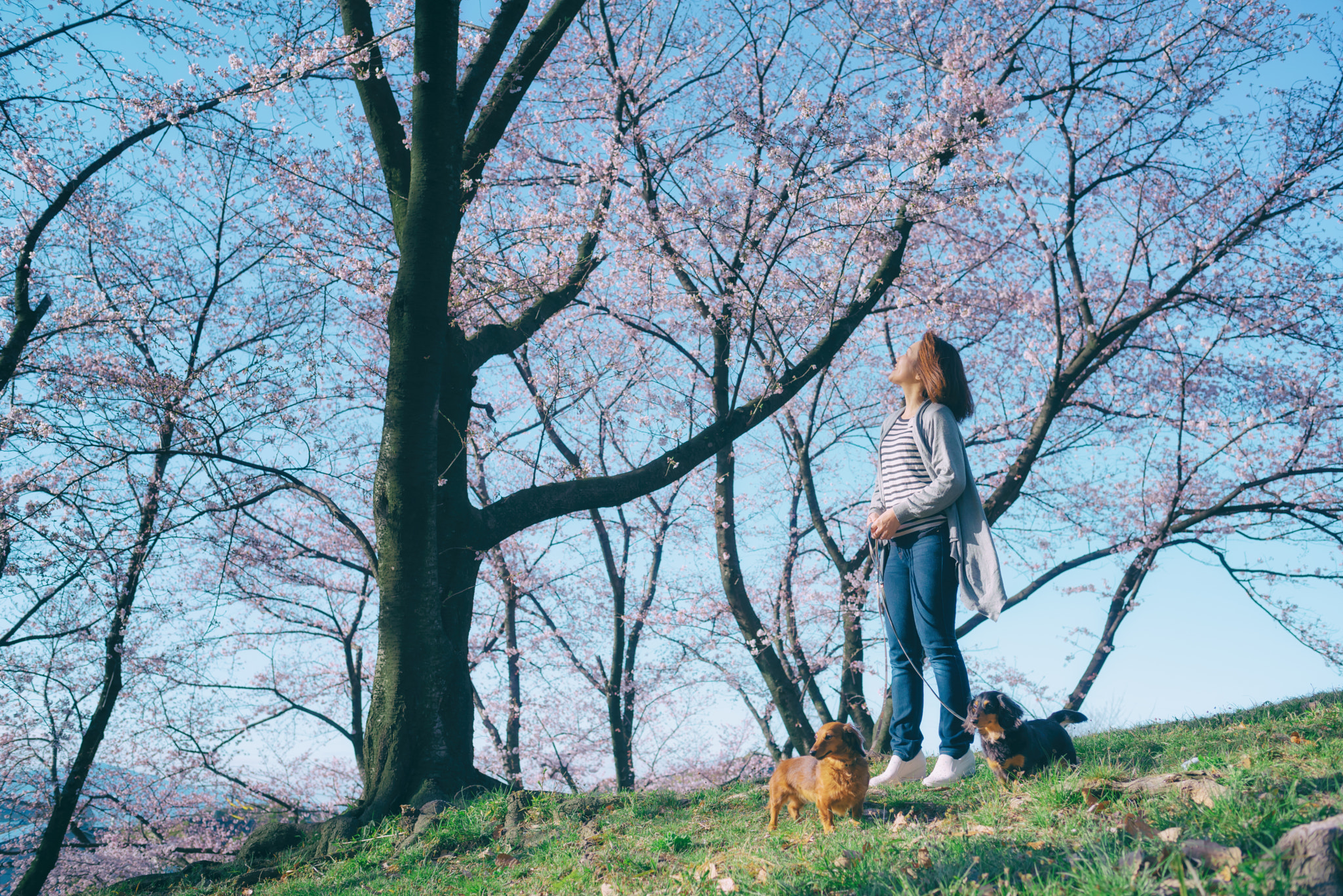 Nikon D750 + Nikon AF-S Nikkor 35mm F1.8G ED sample photo. Spring morning photography