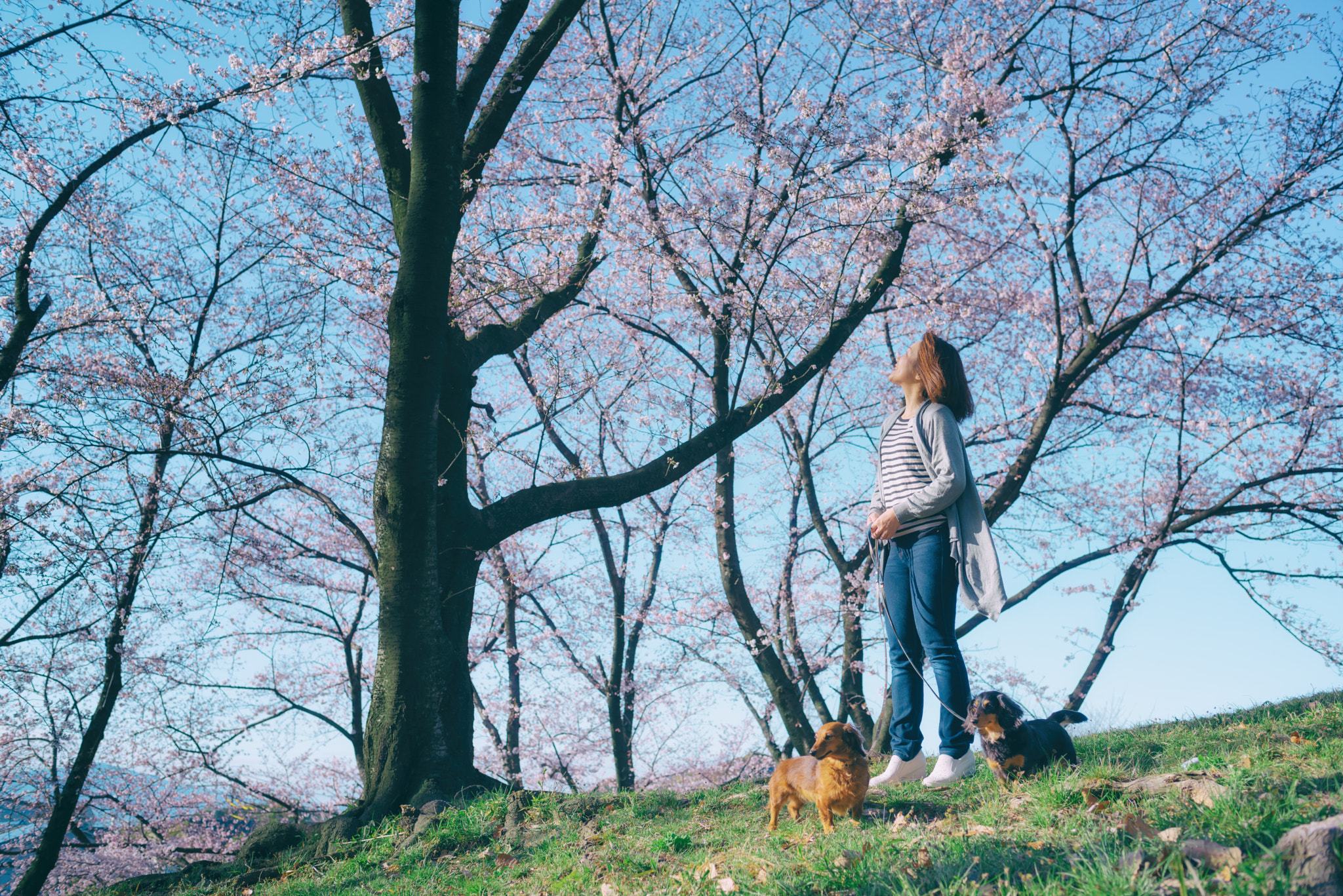 Nikon D750 sample photo. Spring morning photography