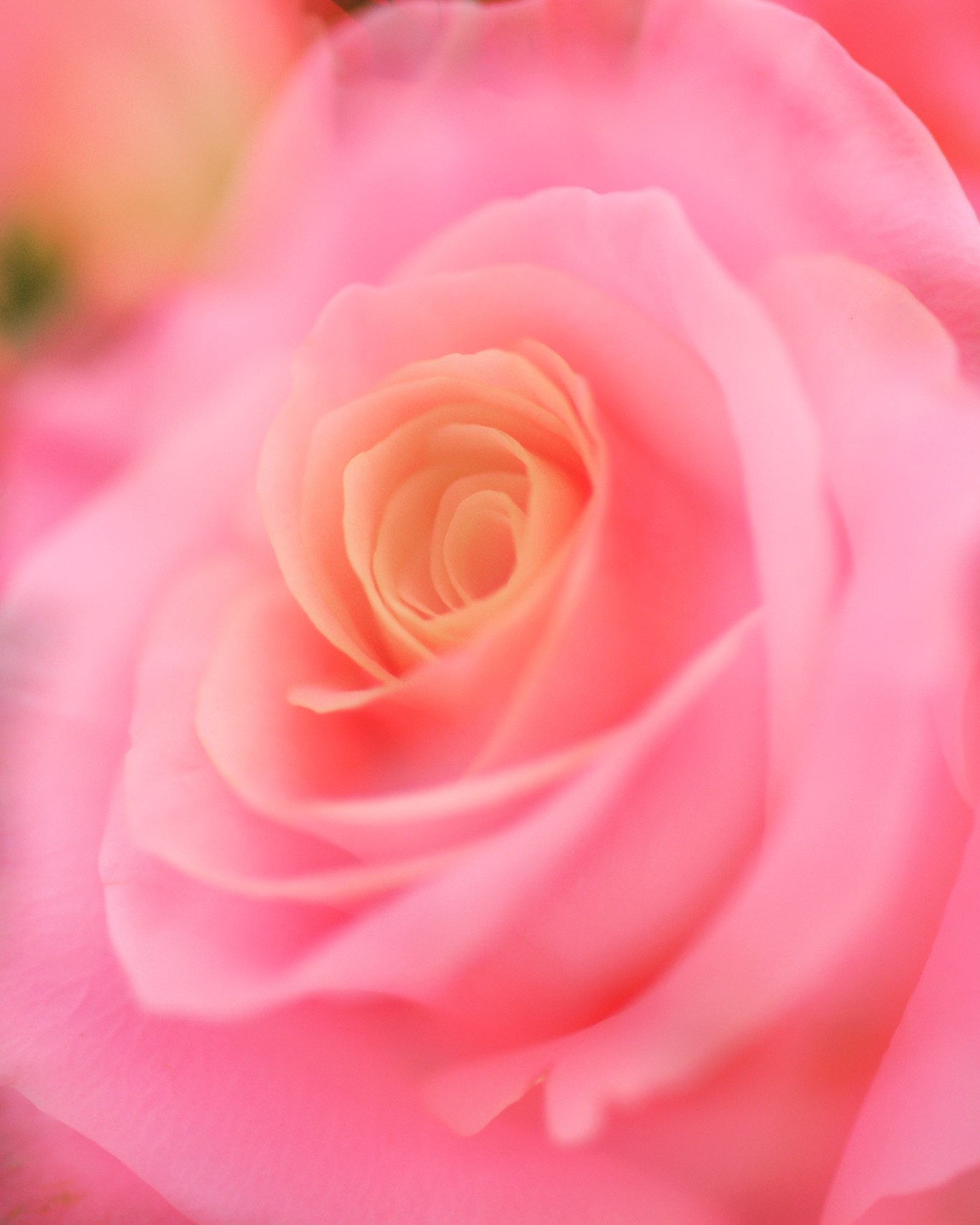 Nikon D800E + Nikon AF Micro-Nikkor 60mm F2.8D sample photo. 花畫 photography