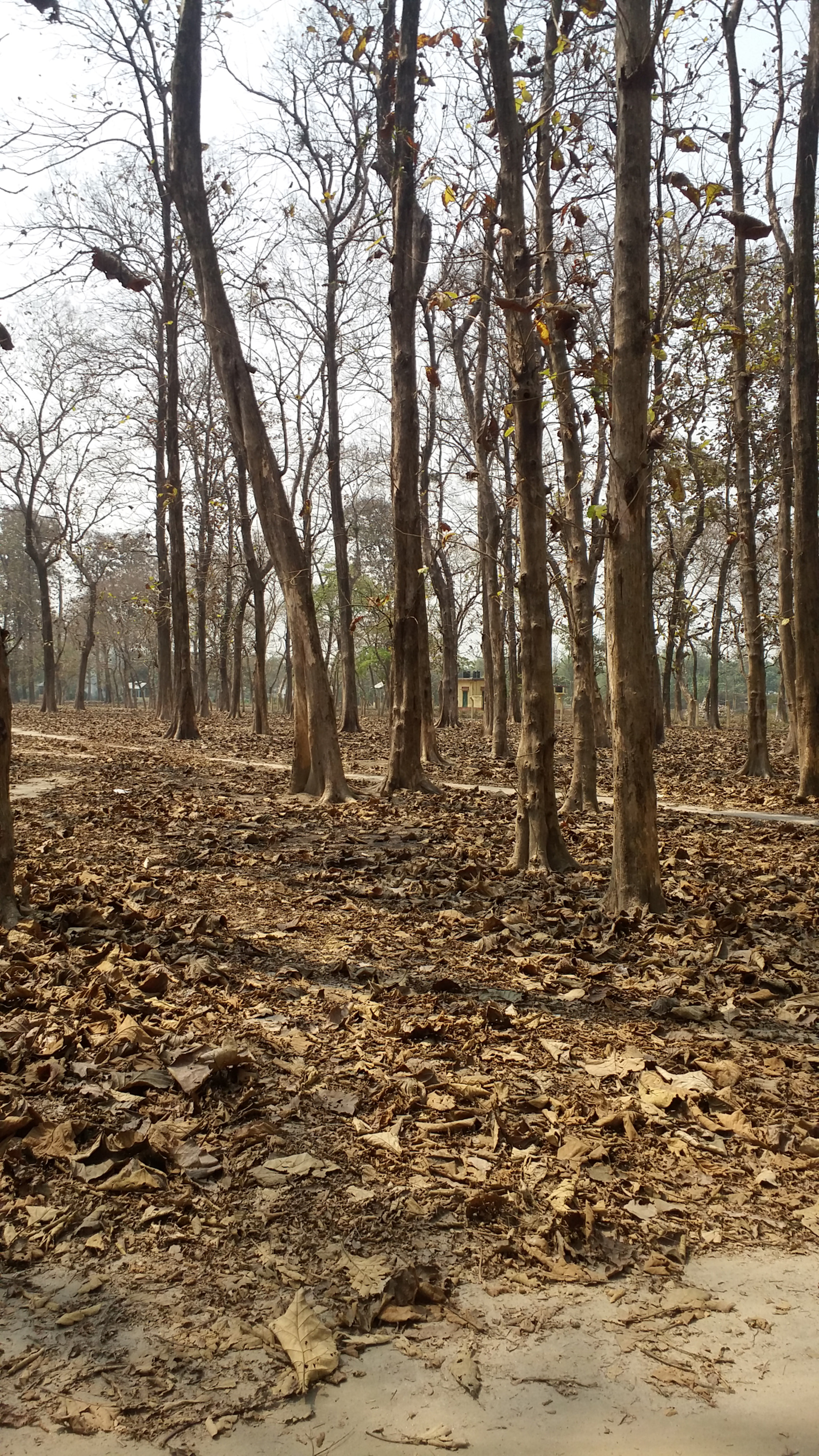 Samsung Galaxy E7 sample photo