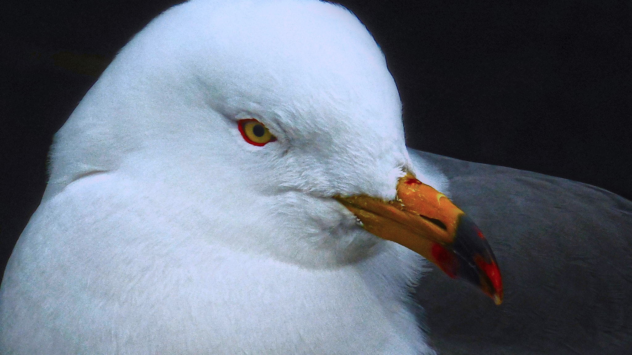 Nikon Coolpix S6400 sample photo. Bird's eye view photography