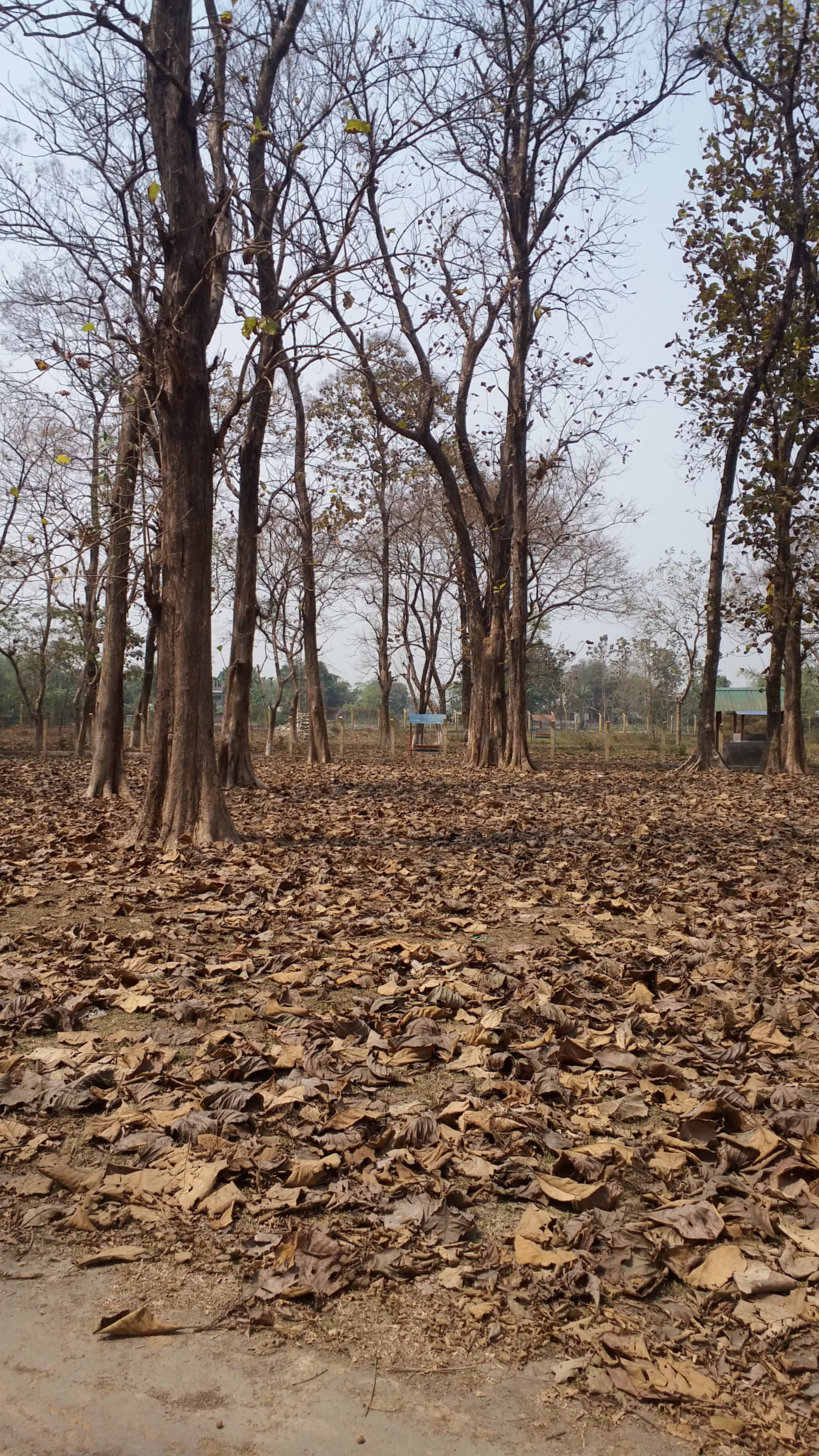 Samsung Galaxy E7 sample photo