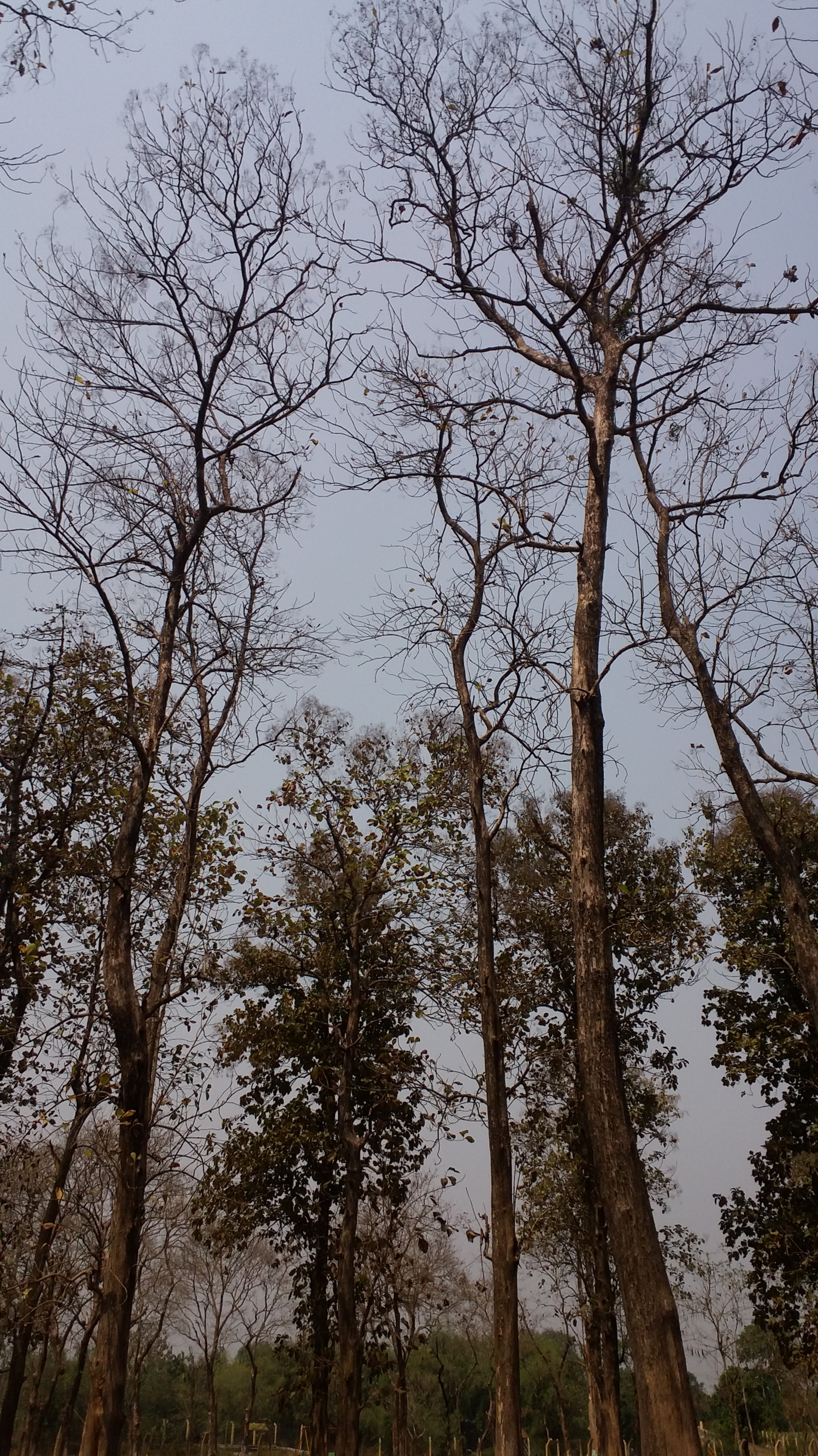 Samsung Galaxy E7 sample photo