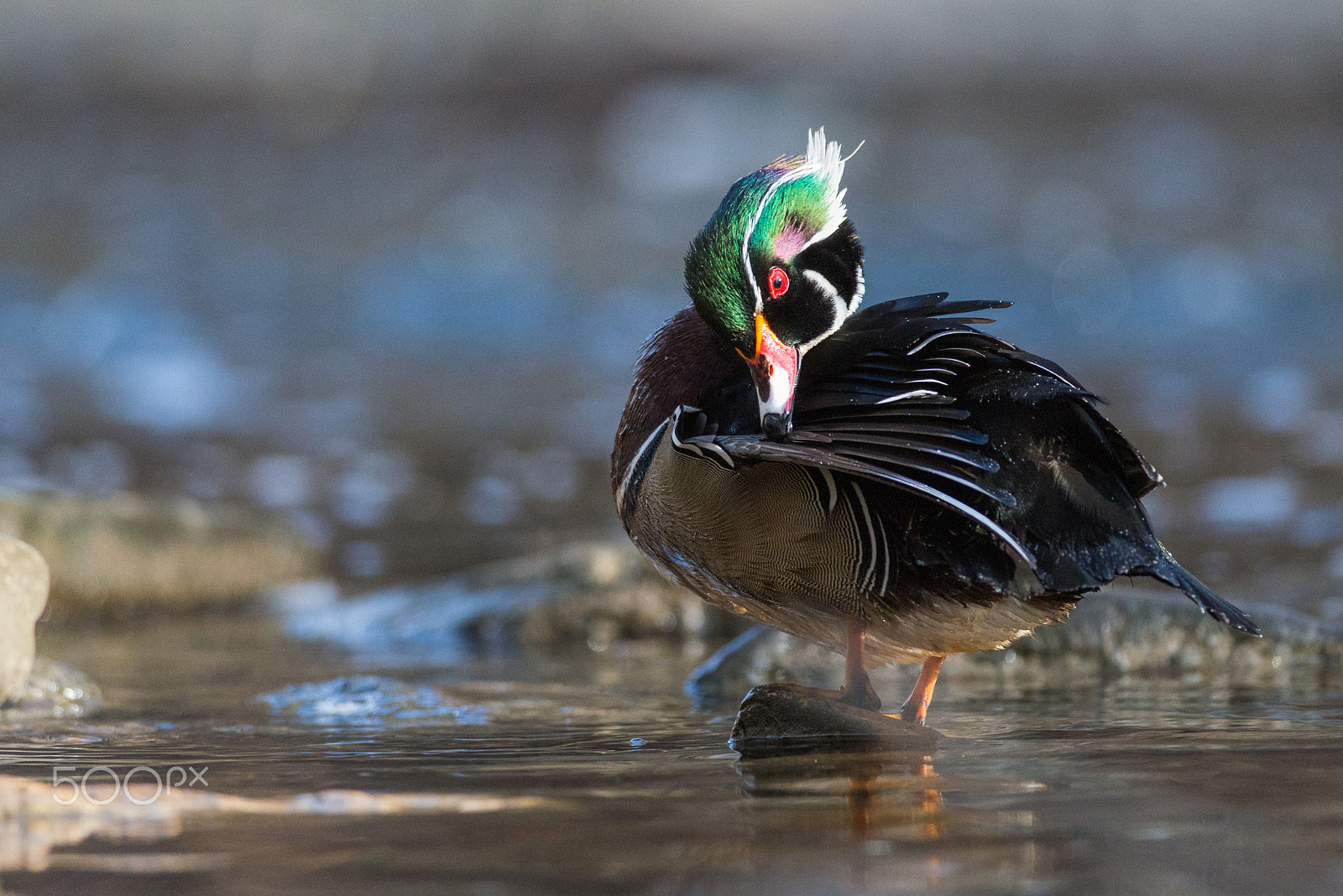 Nikon D800E + Nikon AF-S Nikkor 300mm F4D ED-IF sample photo. Wood duck drake photography